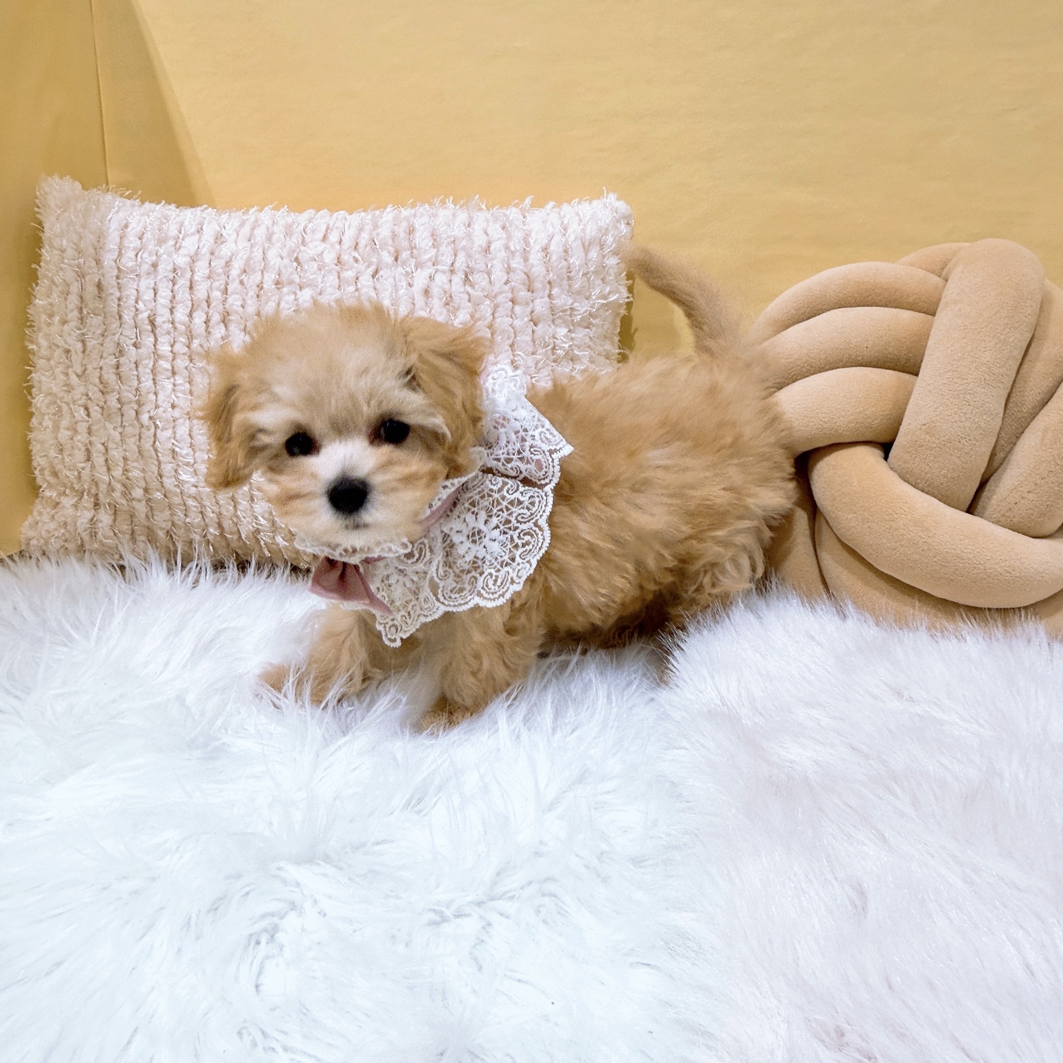 神奈川県のマルプー(マルチーズ×プードル) (犬の家＆猫の里元住吉ブレーメン通り店/2025年12月4日生まれ/女の子/クリーム)の子犬の2枚目の画像