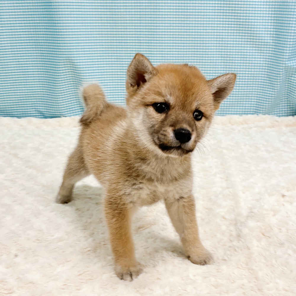 愛知県の柴犬(標準サイズ) (犬の家＆猫の里一宮店/2026年8月11日生まれ/女の子/赤)の子犬の2枚目の画像