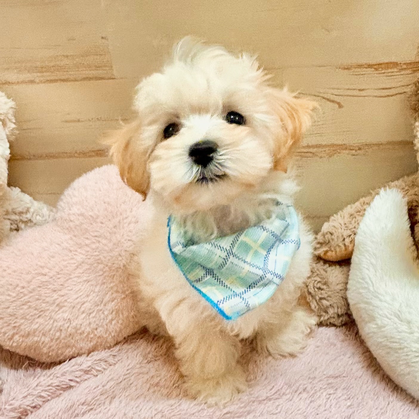 兵庫県のマルプー(マルチーズ×プードル) (犬の家＆猫の里神戸店/2026年1月9日生まれ/男の子/クリーム)の子犬の2枚目の画像