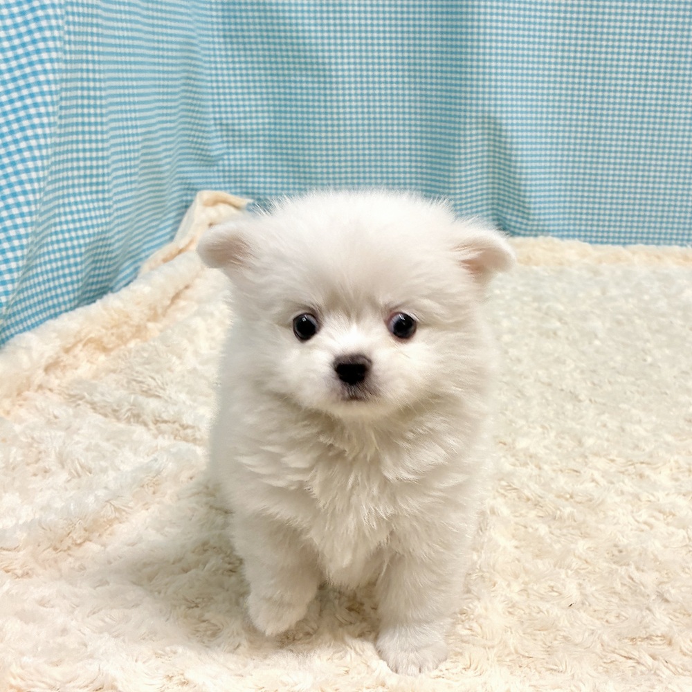 愛知県のポメチワ/チワポメ/ポメチー(ポメラニアン×チワワ) (犬の家＆猫の里一宮店/2026年8月11日生まれ/女の子/クリームホワイト)の子犬の2枚目の画像