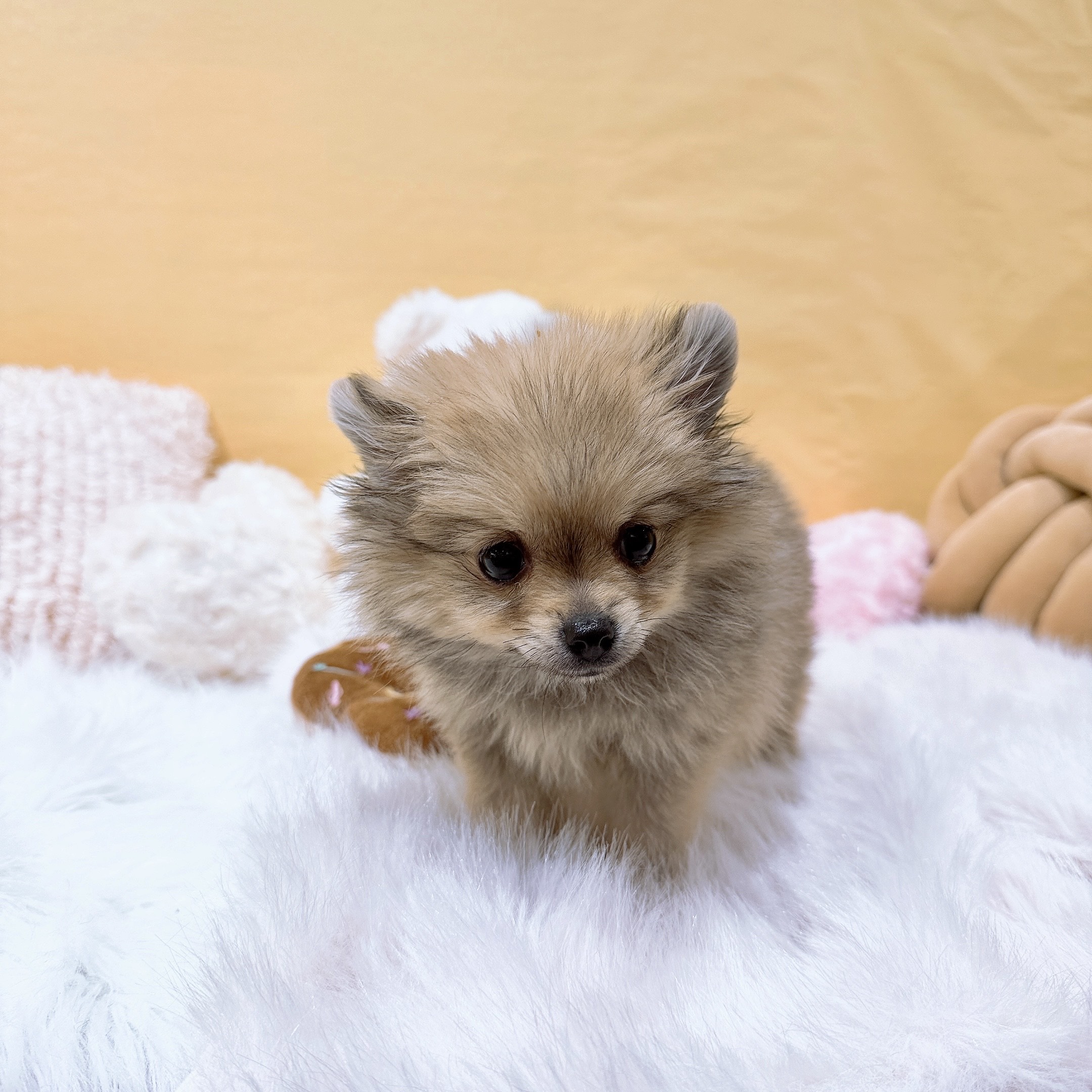 神奈川県のポメチワ/チワポメ/ポメチー(ポメラニアン×チワワ) (犬の家＆猫の里元住吉ブレーメン通り店/2025年12月5日生まれ/女の子/フォーン)の子犬の2枚目の画像
