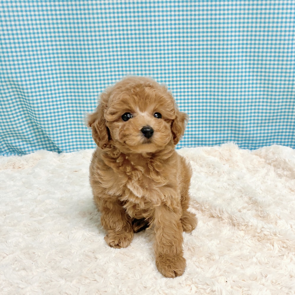 愛知県のトイプードル(トイ) (犬の家＆猫の里一宮店/2026年8月11日生まれ/男の子/オレンジフォーン)の子犬の2枚目の画像