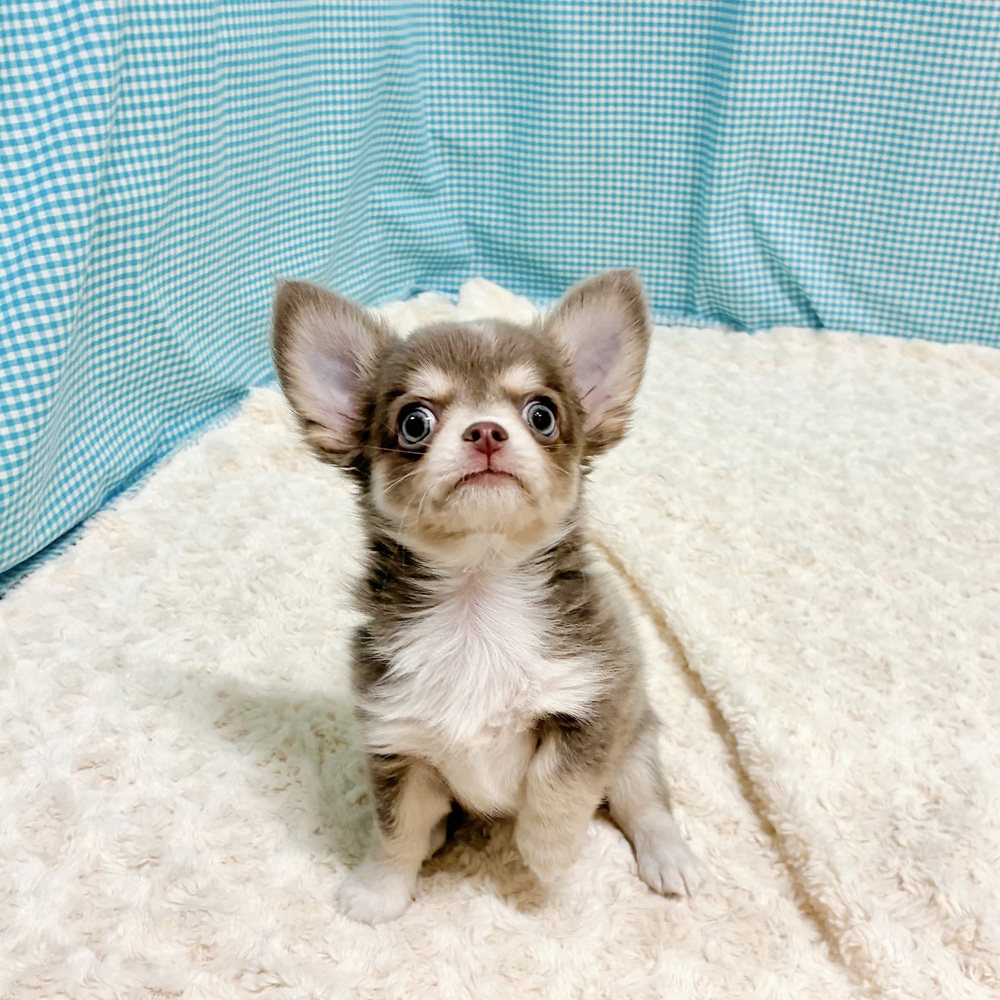 愛知県のチワワ(ロング) (犬の家＆猫の里一宮店/2026年8月10日生まれ/男の子/イザベラタンホワイト)の子犬の2枚目の画像