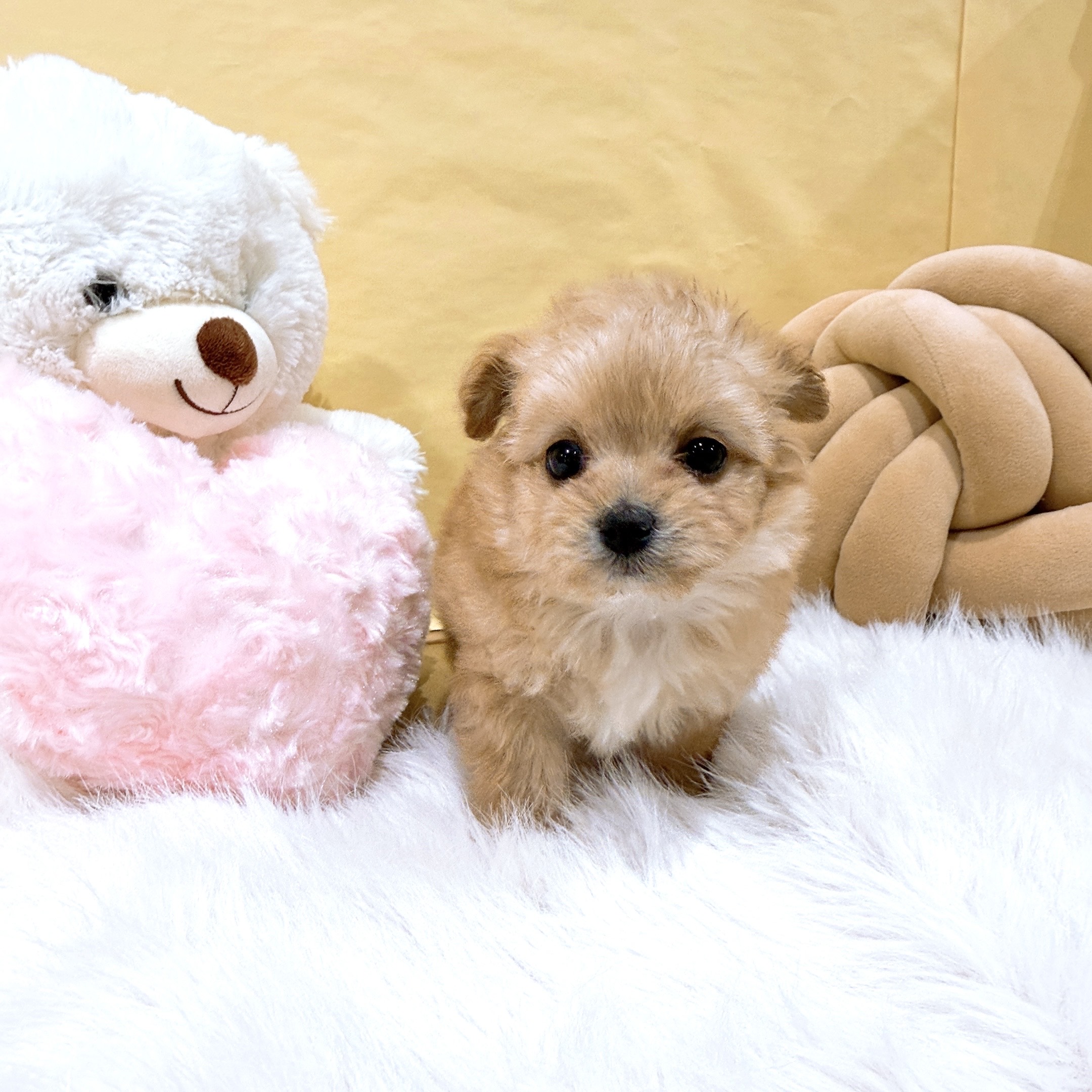 神奈川県のチワプー/プーチー(チワワ×プードル) (犬の家＆猫の里元住吉ブレーメン通り店/2025年12月7日生まれ/女の子/アプリコットホワイト)の子犬の2枚目の画像