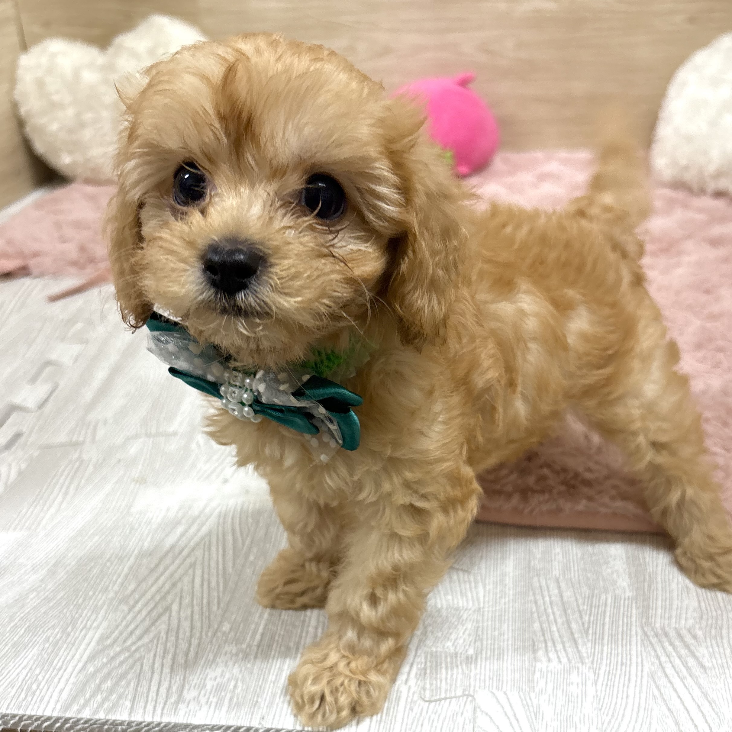 大阪府のキャバプー(キャバリア×プードル) (犬の家＆猫の里そよら東岸和田店/2025年7月10日生まれ/男の子/アプリコット)の子犬の1枚目の画像