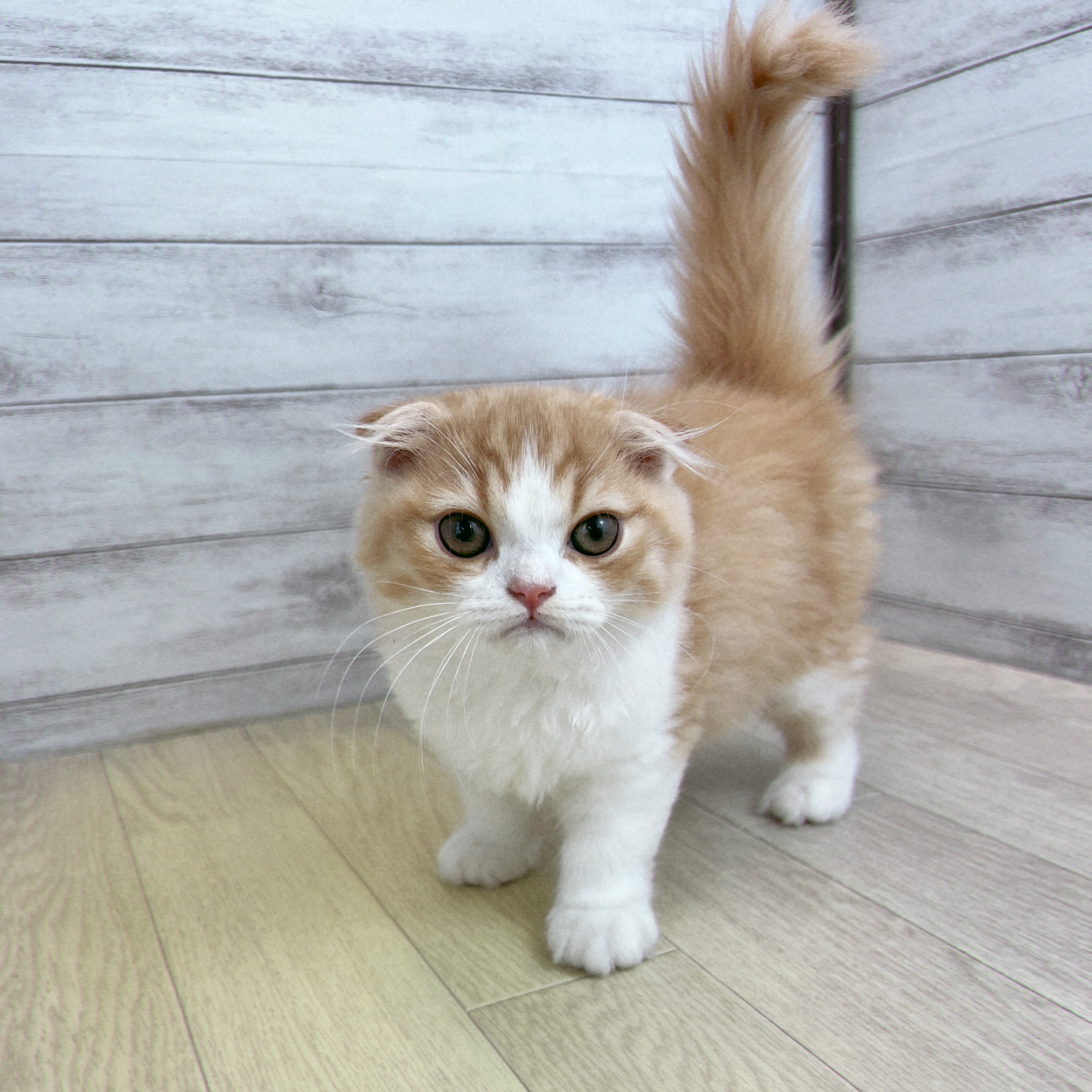 愛知県のスコティッシュフォールド (犬の家＆猫の里春日井本店/2026年5月1日生まれ/男の子/レッドタビーホワイト)の子猫の1枚目の画像