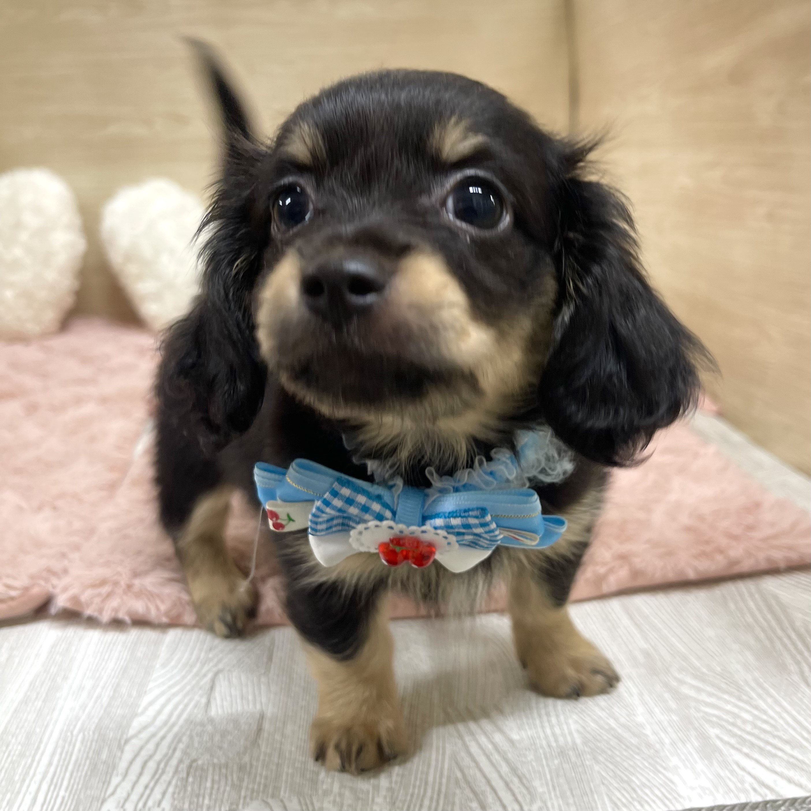 大阪府のチワックス(チワワ×ダックス) (犬の家＆猫の里そよら東岸和田店/2025年6月25日生まれ/女の子/ブラックタン)の子犬の2枚目の画像