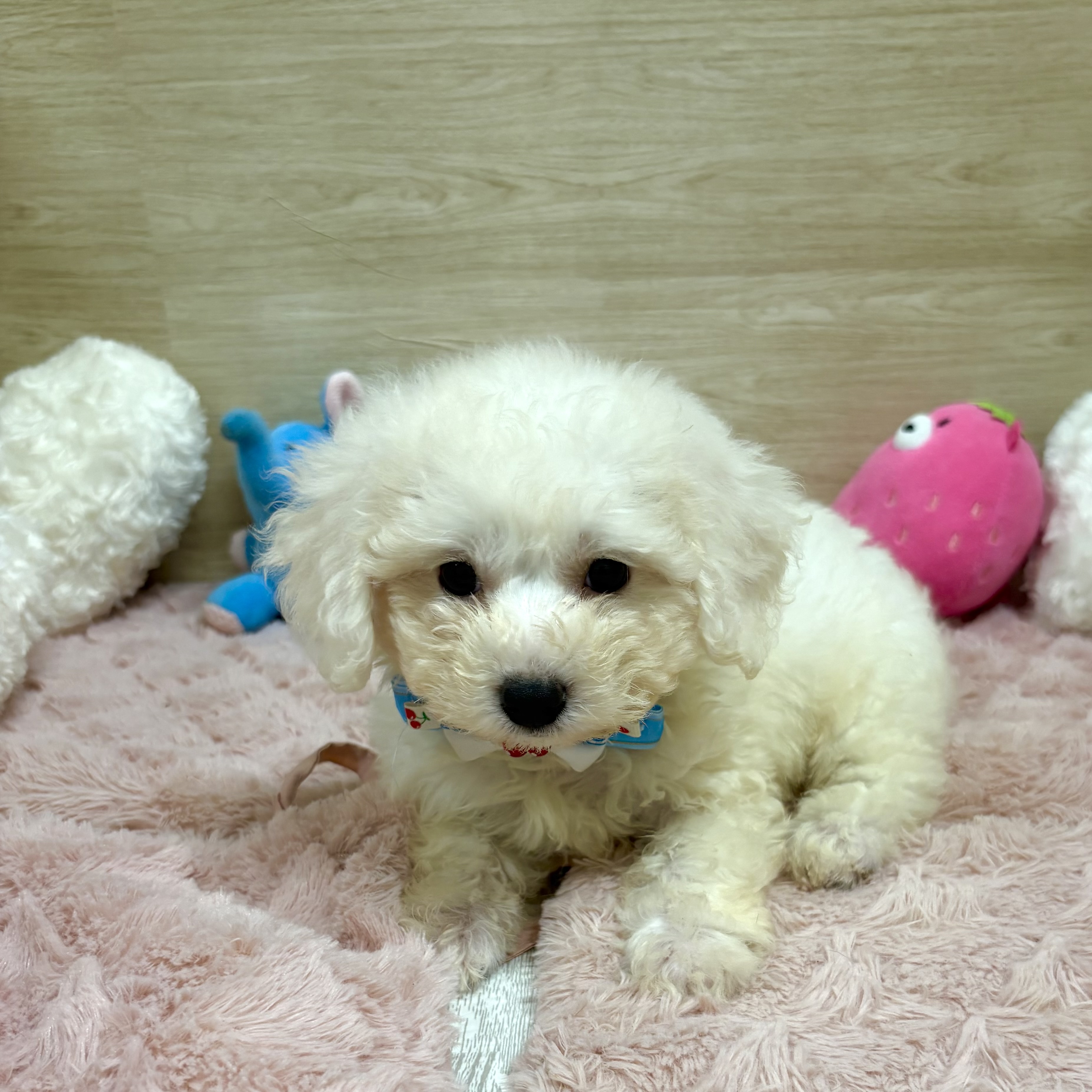 大阪府のビションフリーゼ (犬の家＆猫の里そよら東岸和田店/2025年7月10日生まれ/女の子/ホワイト)の子犬の1枚目の画像