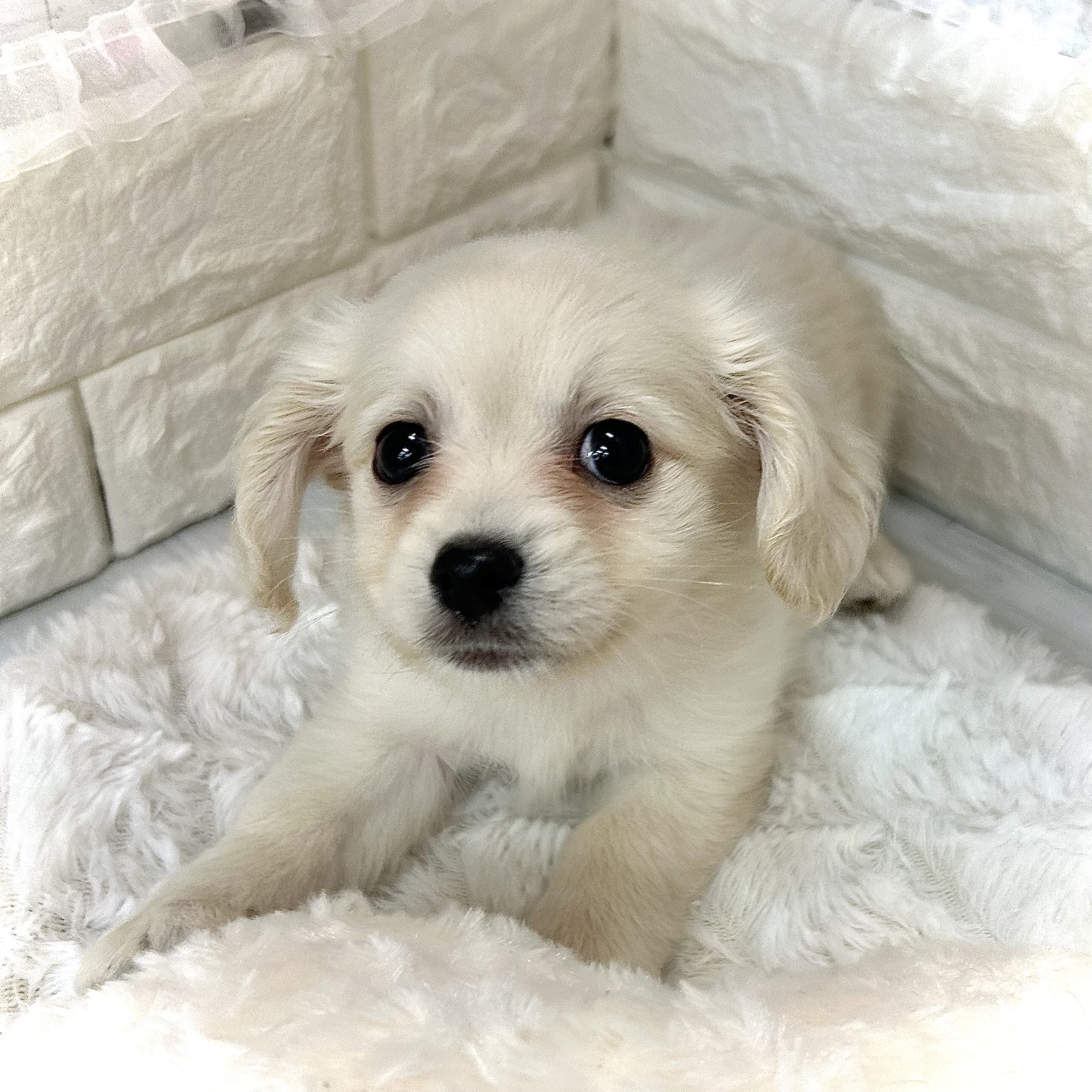 静岡県のポメックス(ポメラニアン×ダックス) (犬の家＆猫の里プレ葉ウォーク浜北店/2026年3月3日生まれ/男の子/ホワイト)の子犬の1枚目の画像