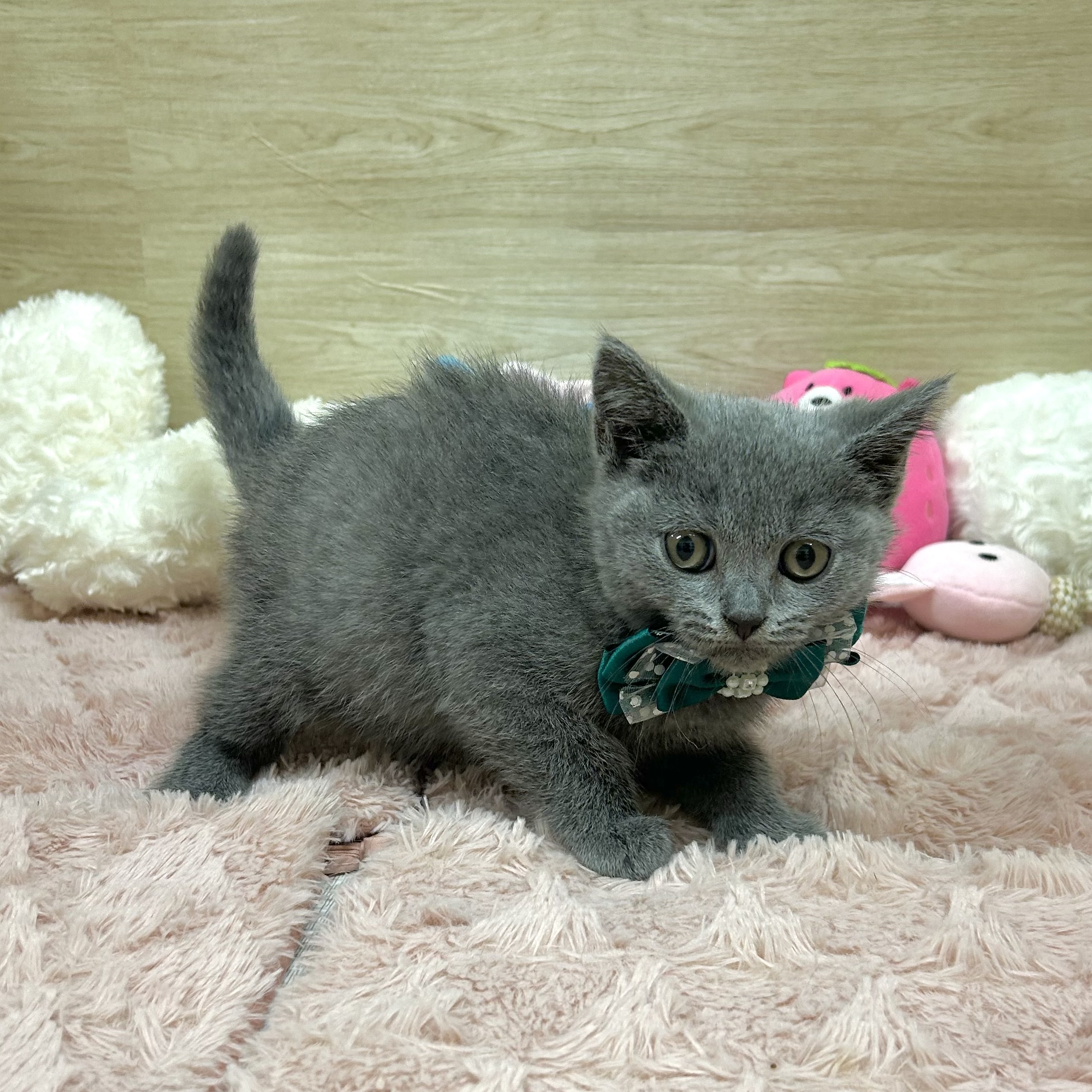 大阪府のブリティッシュショートヘアー (犬の家＆猫の里そよら東岸和田店/2025年6月15日生まれ/男の子/ブルー)の子猫の2枚目の画像