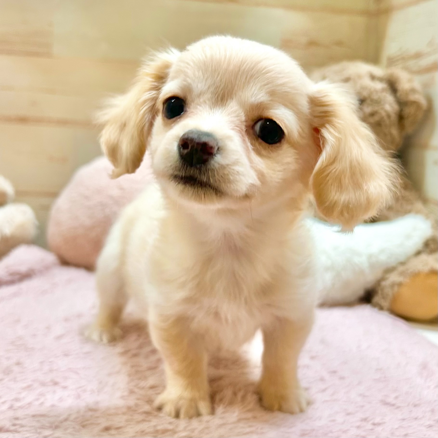 兵庫県のチワックス(チワワ×ダックス) (犬の家＆猫の里神戸店/2026年1月13日生まれ/男の子/クリーム)の子犬の2枚目の画像