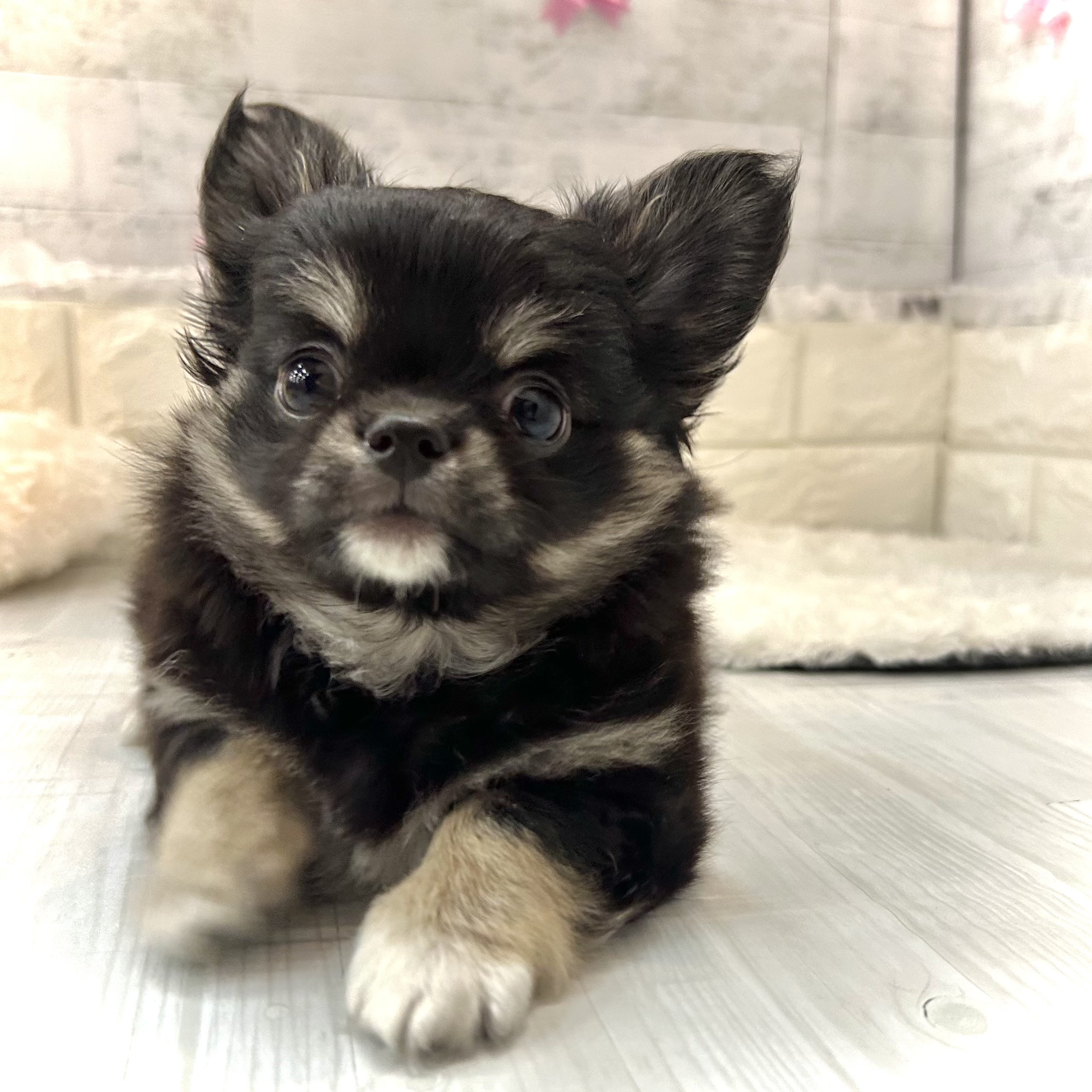 静岡県のチワワ(ロング) (犬の家＆猫の里プレ葉ウォーク浜北店/2026年2月24日生まれ/女の子/ブラックタンホワイト)の子犬の2枚目の画像