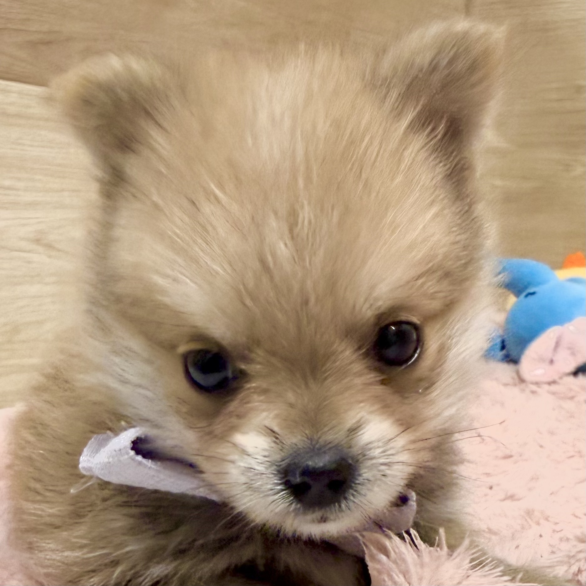 大阪府のポメキー(ポメラニアン×ヨークシャーテリア) (犬の家＆猫の里そよら東岸和田店/2026年2月12日生まれ/女の子/フォーン)の子犬