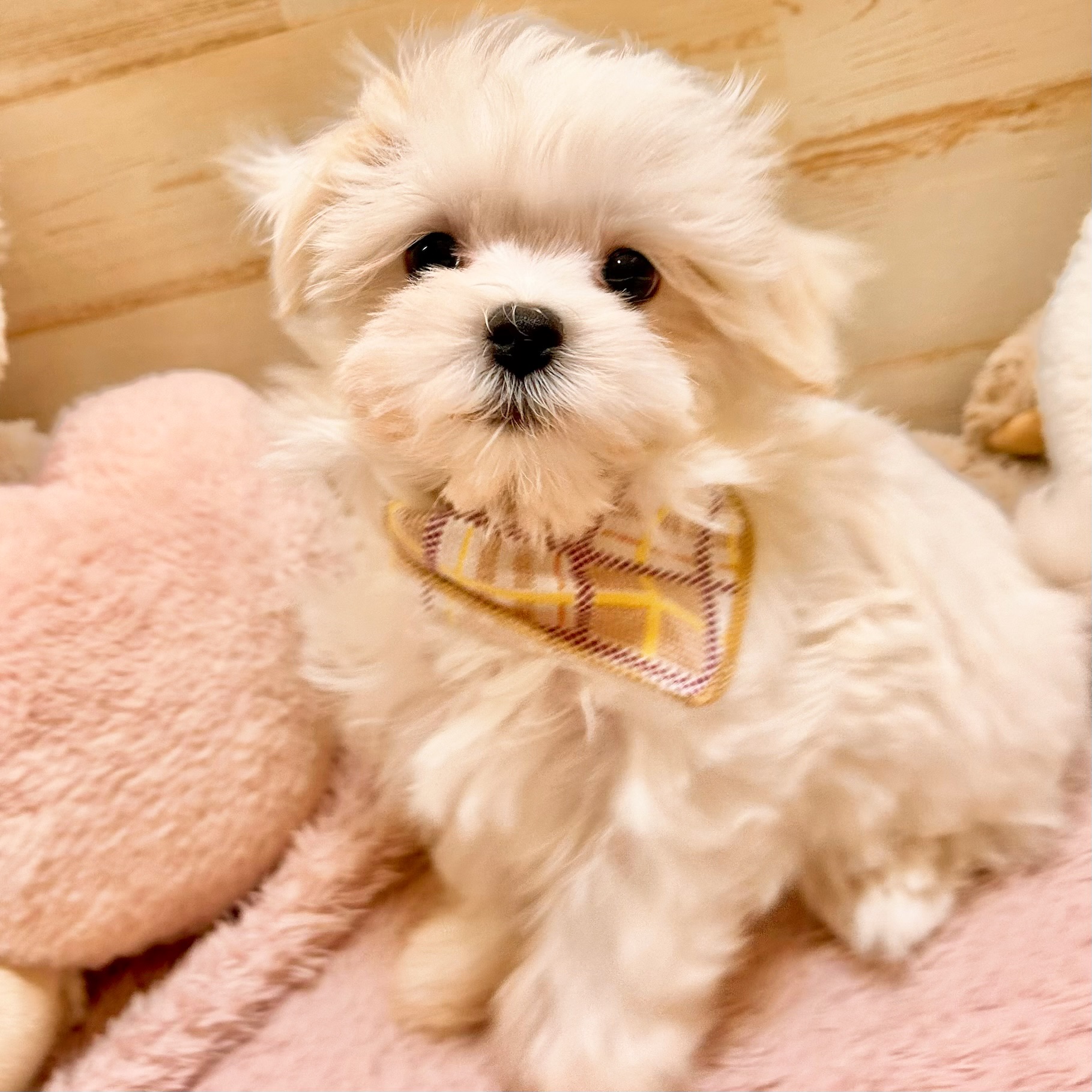 兵庫県のマルチーズ (犬の家＆猫の里神戸店/2026年1月15日生まれ/男の子/ホワイト)の子犬の2枚目の画像