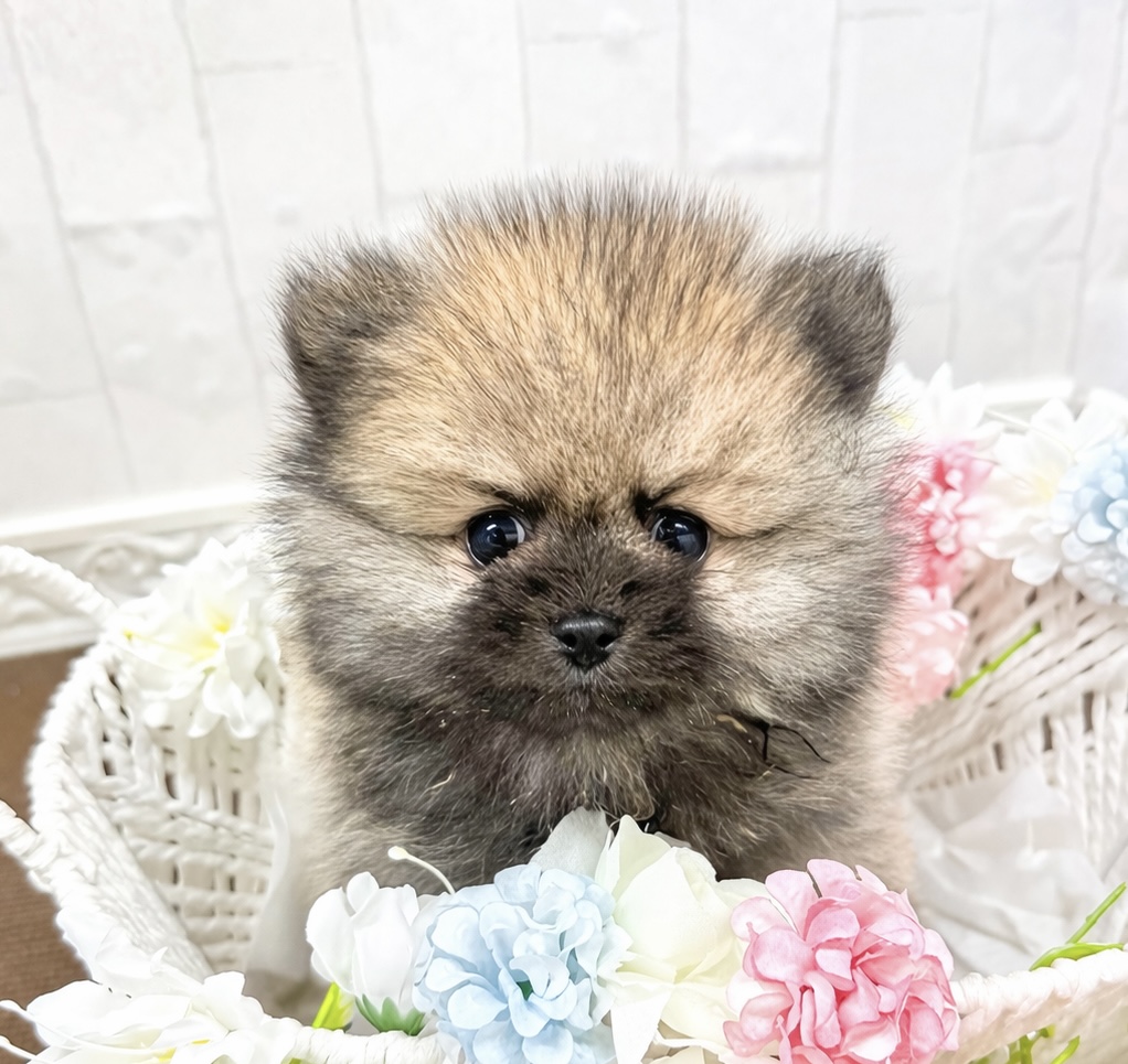 石川県のポメラニアン (犬の家＆猫の里アミーゴ金沢有松店/2026年2月9日生まれ/女の子/オレンジ)の子犬の1枚目の画像