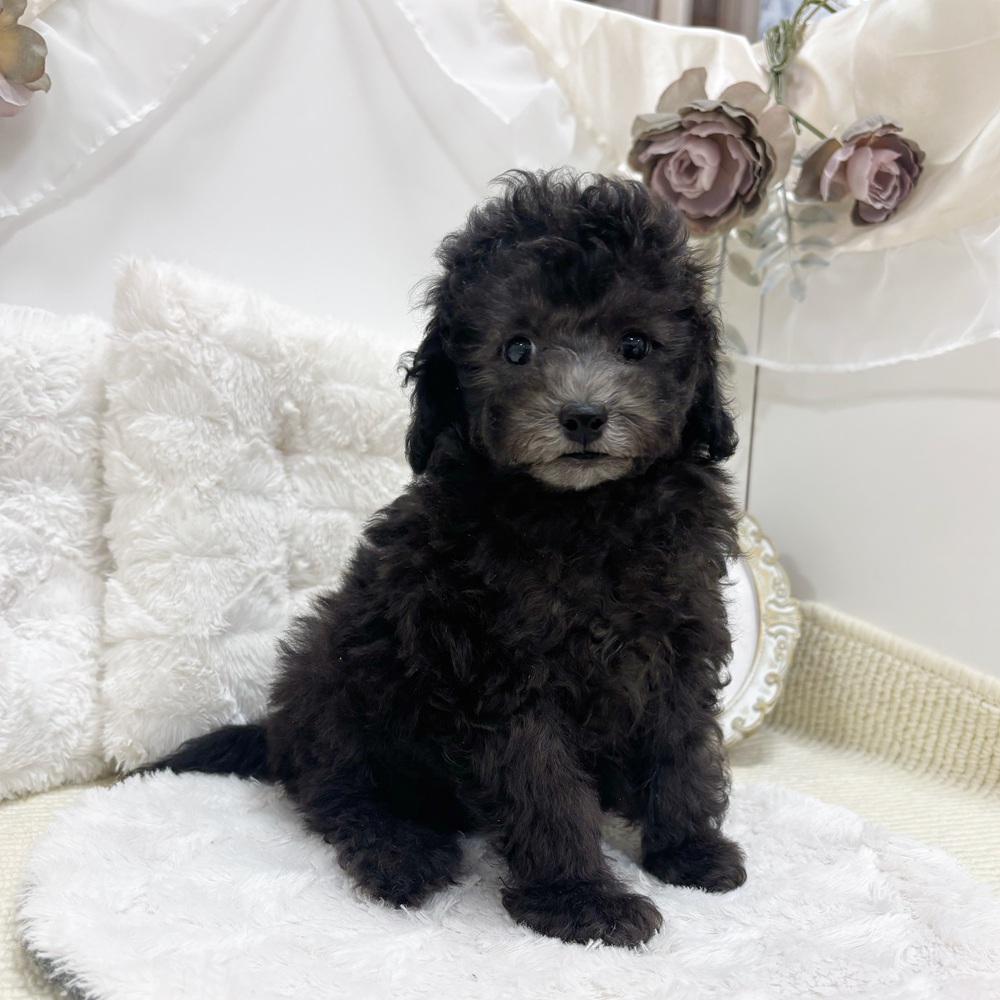 岐阜県のトイプードル(トイ) (犬の家＆猫の里カラフルタウン岐阜店/2026年5月3日生まれ/男の子/グレー)の子犬の2枚目の画像