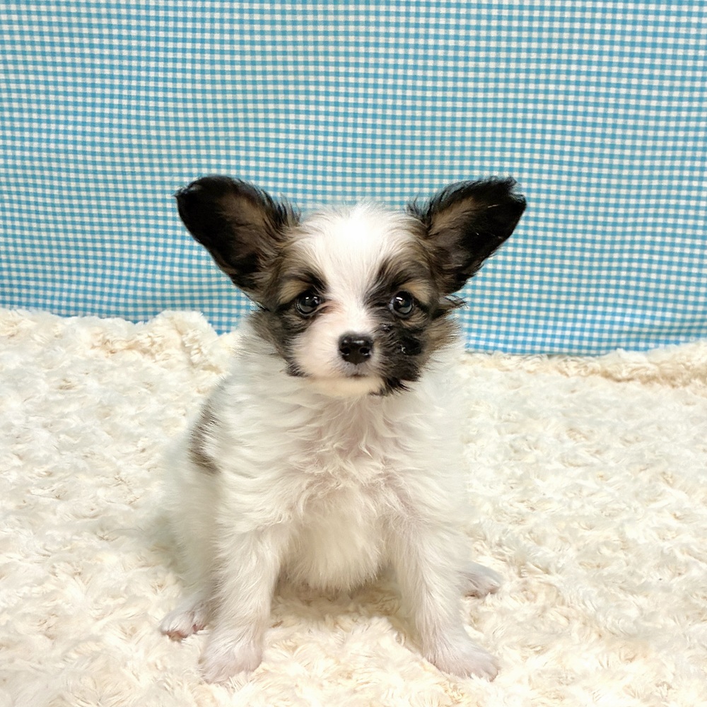 愛知県のパピヨン (犬の家＆猫の里一宮店/2026年8月24日生まれ/男の子/ホワイトブラウン)の子犬の1枚目の画像