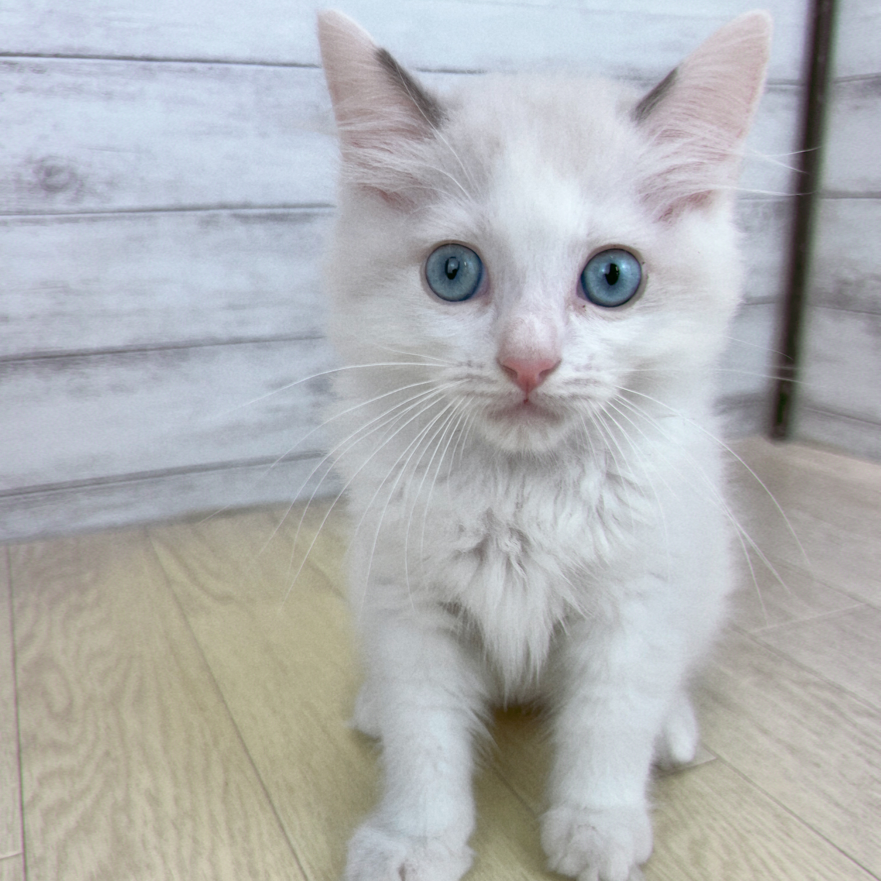 愛知県のラグドール (犬の家＆猫の里春日井本店/2026年5月13日生まれ/男の子/ブルーポイントバイカラー)の子猫の2枚目の画像