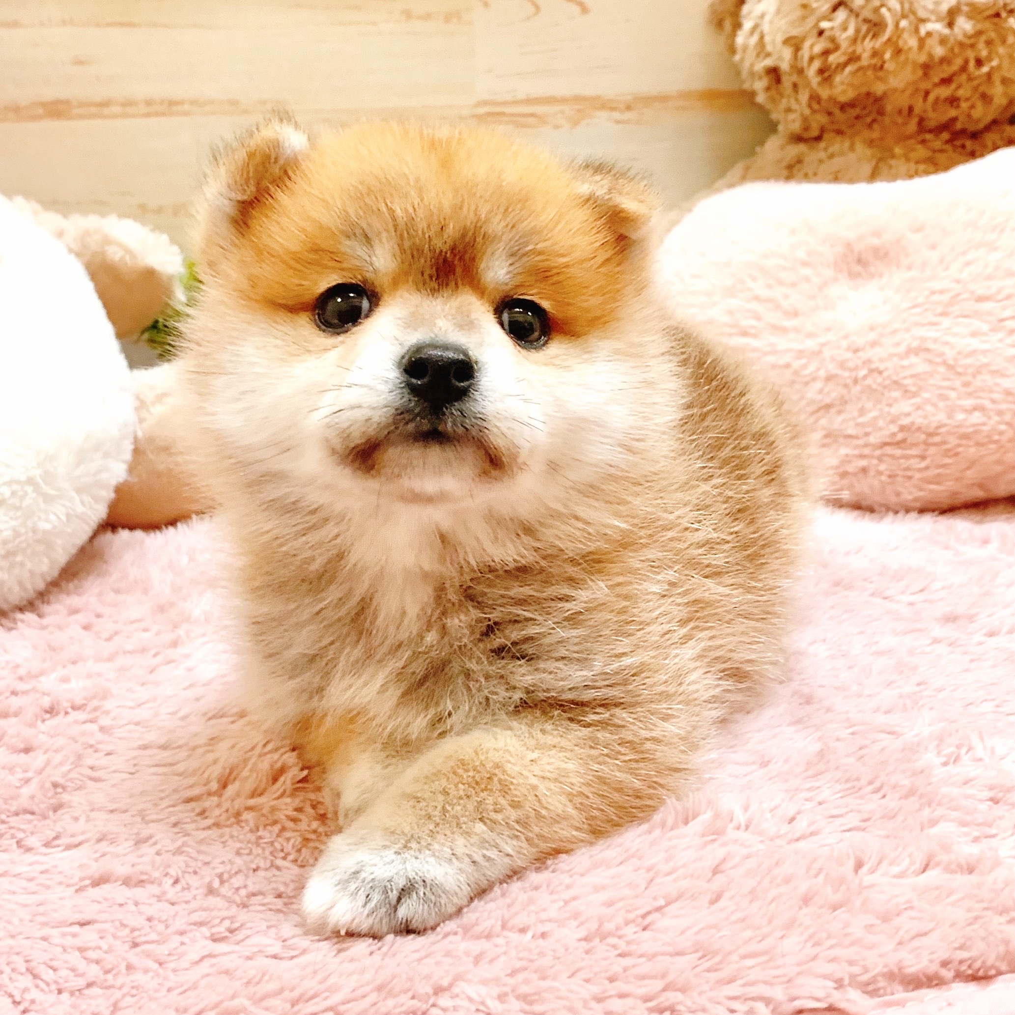 兵庫県のポメ柴/豆ポメ/ポメ豆柴(ポメラニアン×柴犬) (犬の家＆猫の里神戸店/2025年9月12日生まれ/女の子/赤)の子犬の2枚目の画像