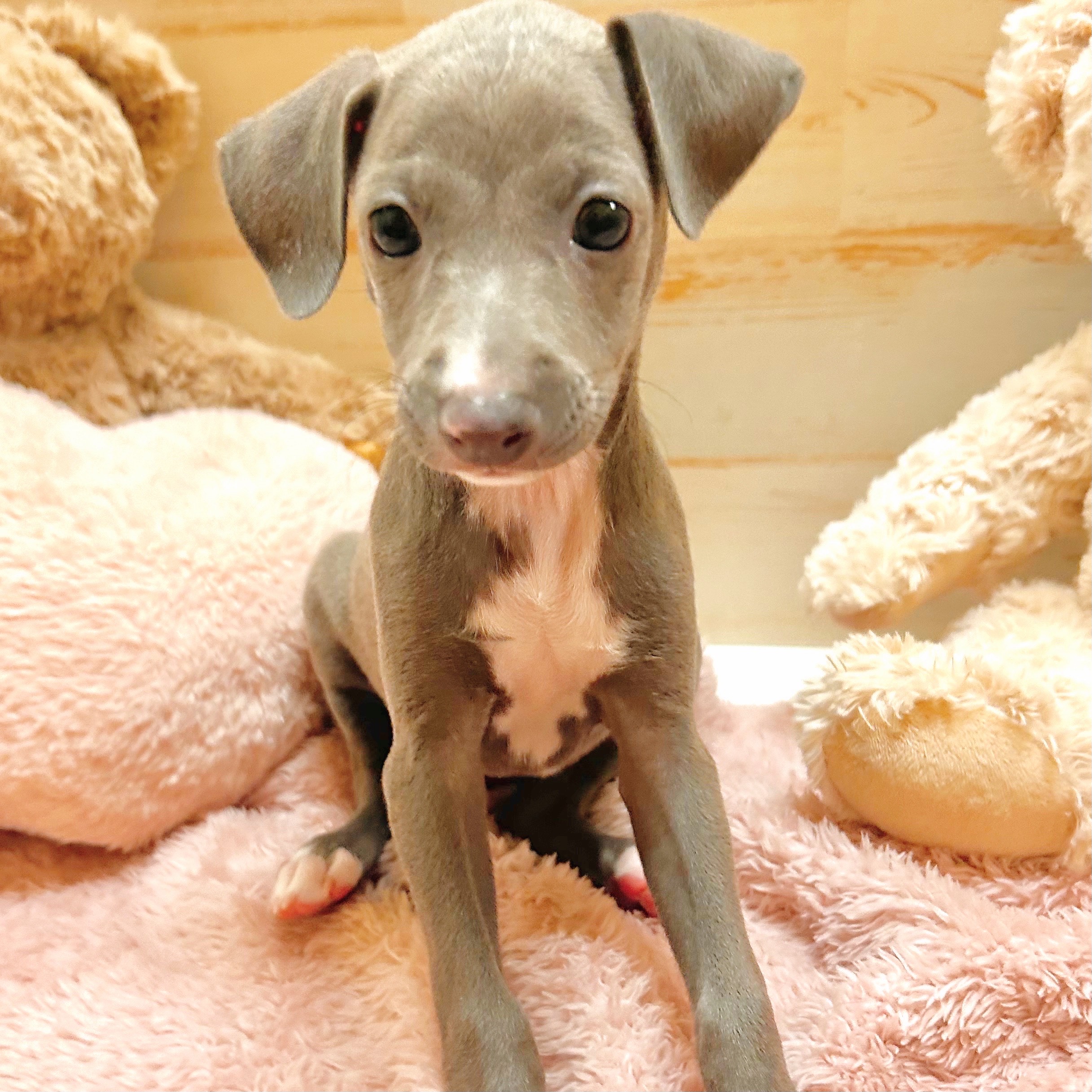 兵庫県のイタリアングレーハウンド (犬の家＆猫の里神戸店/2025年7月9日生まれ/女の子/ブルーホワイト)の子犬の1枚目の画像