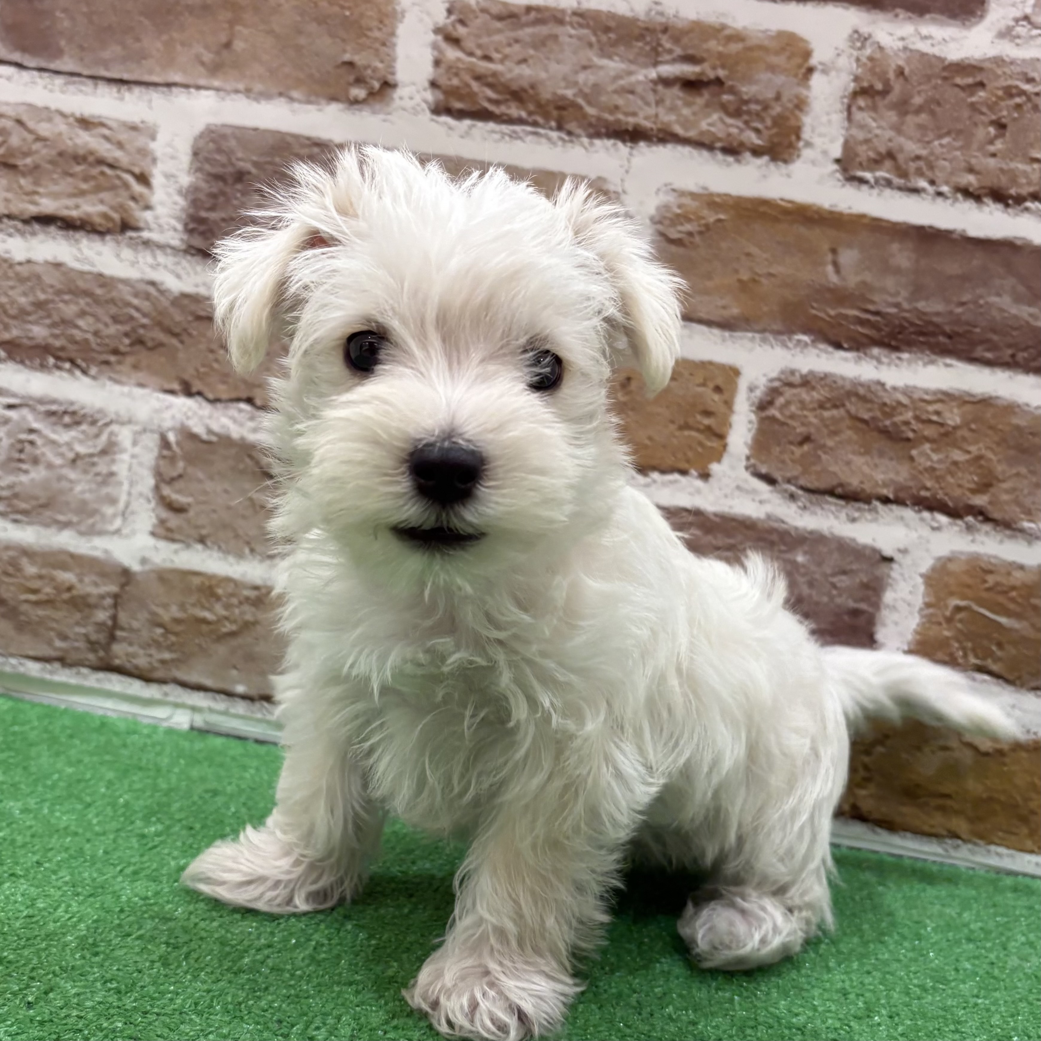 三重県のシュナマル/マルシュナ(シュナウザー×マルチーズ) (犬の家＆猫の里三重桑名店/2025年9月15日生まれ/男の子/ホワイト)の子犬の1枚目の画像