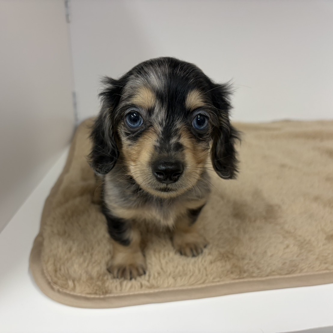 ミニチュアダックス男の子の写真