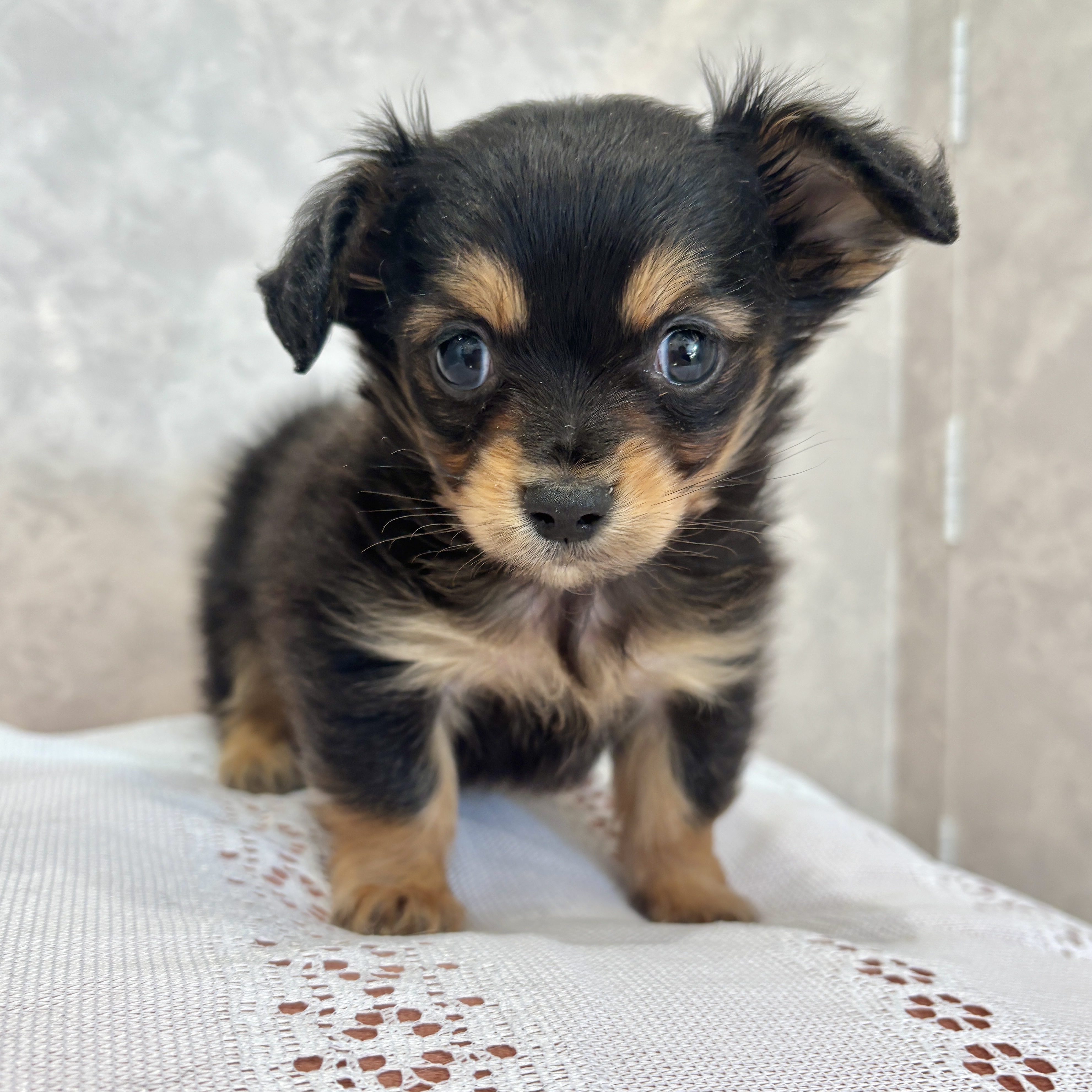 福岡県のチワックス(チワワ×ダックス) (犬の家＆猫の里くりえいと宗像店/2025年12月12日生まれ/男の子/ブラックタン)の子犬の2枚目の画像