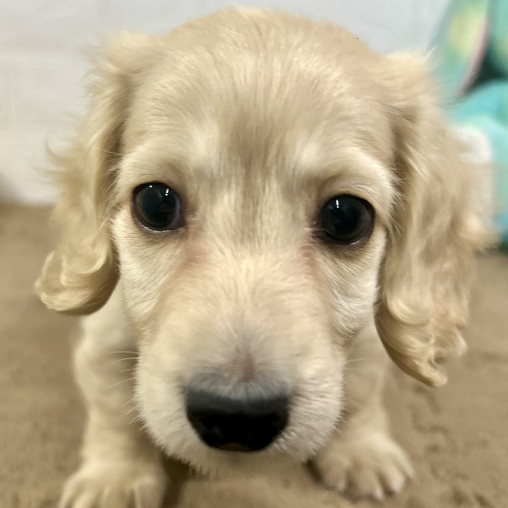 兵庫県のミニチュアダックスフンド(ロング) (犬の家＆猫の里ニッケパークタウン加古川店/2025年10月31日生まれ/男の子/イエロー)の子犬の1枚目の画像