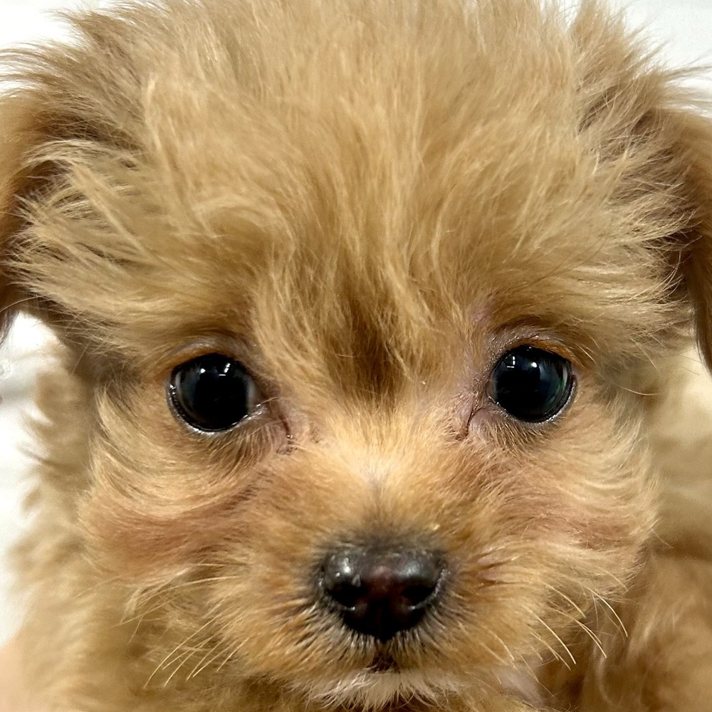 兵庫県のチワプー/プーチー(チワワ×プードル) (犬の家＆猫の里ニッケパークタウン加古川店/2025年10月31日生まれ/男の子/アプリコット)の子犬の2枚目の画像