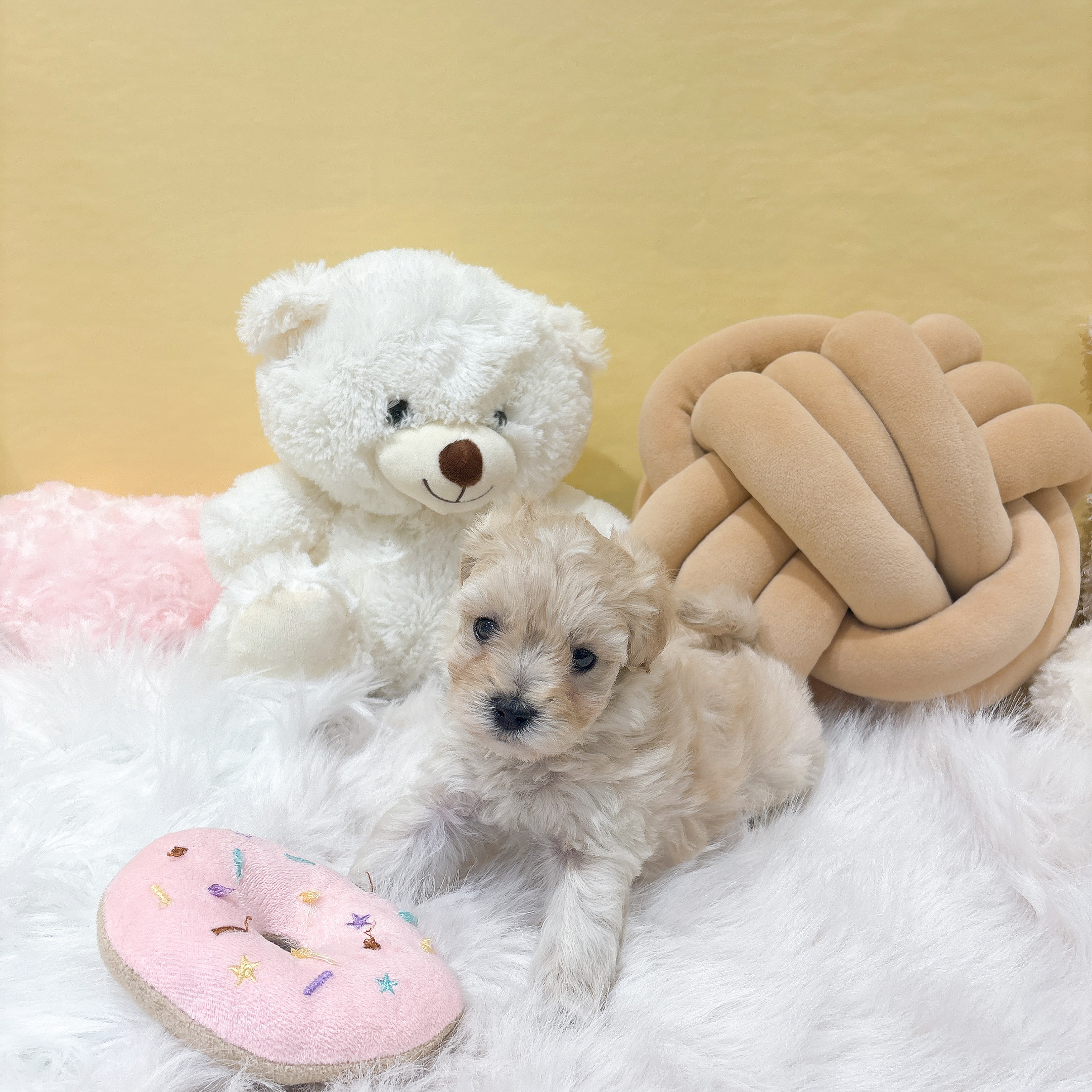 神奈川県のマルプー(マルチーズ×プードル) (犬の家＆猫の里元住吉ブレーメン通り店/2025年12月1日生まれ/女の子/クリーム)の子犬の2枚目の画像