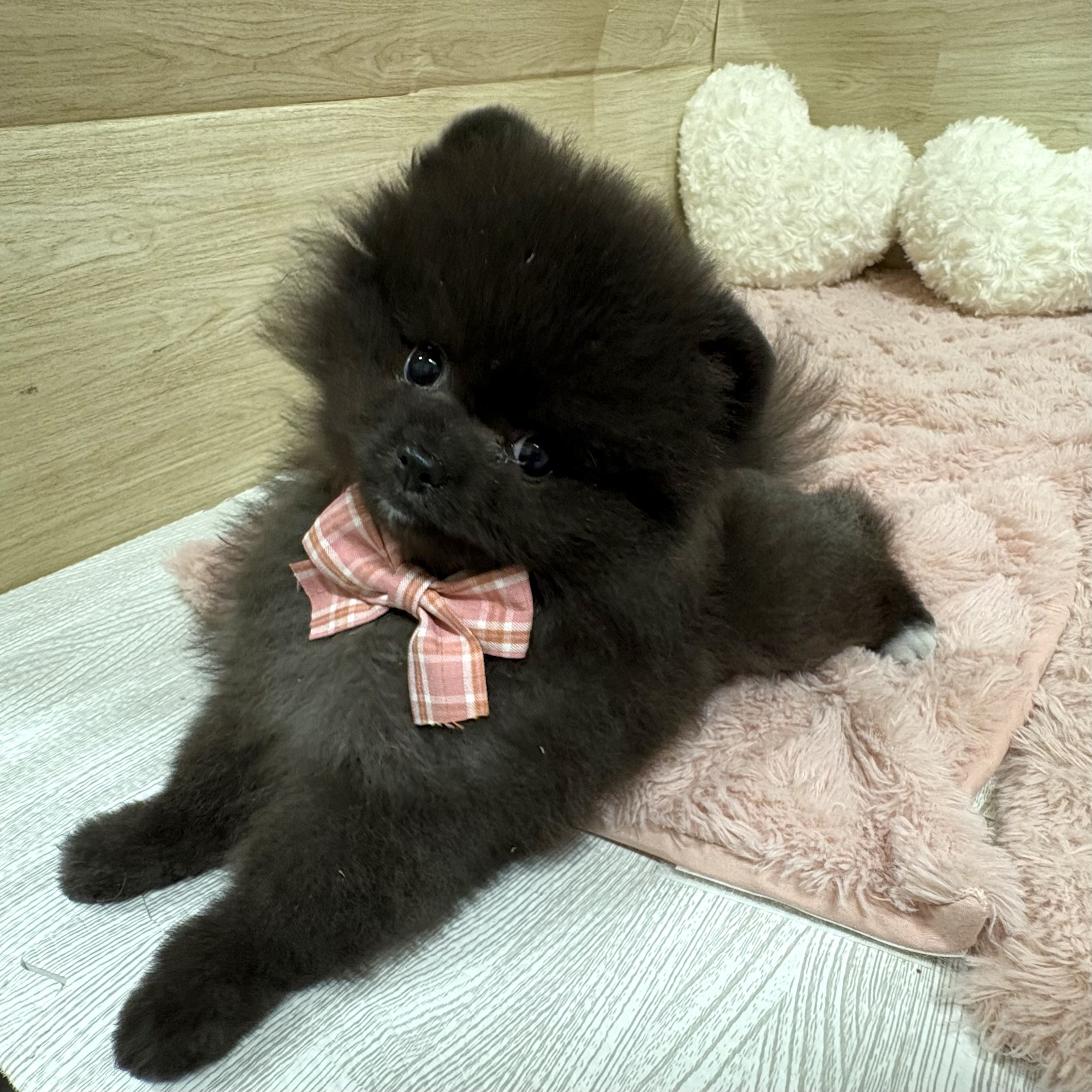 大阪府のポメラニアン (犬の家＆猫の里そよら東岸和田店/2025年7月20日生まれ/女の子/ブラック)の子犬