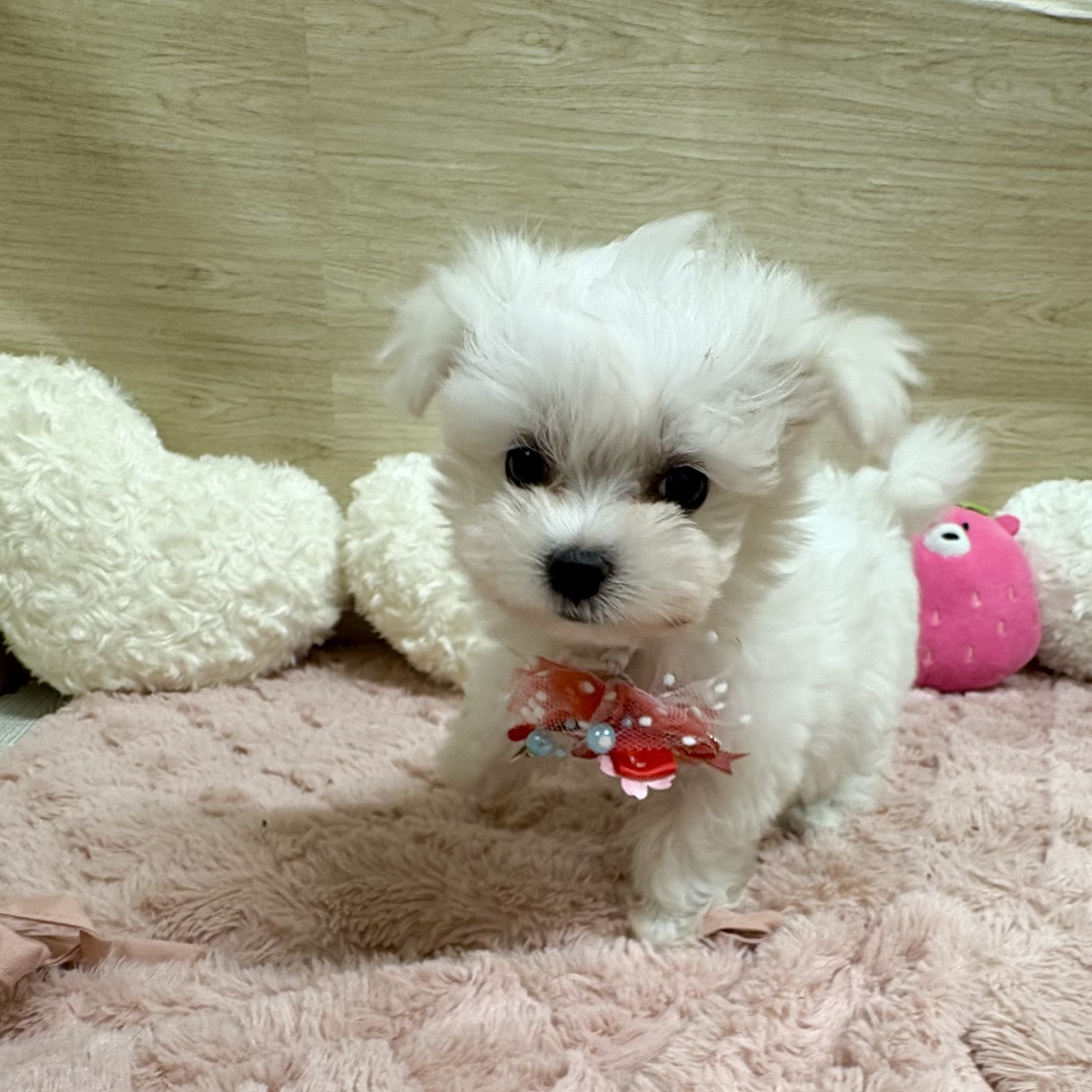 大阪府のマルチーズ (犬の家＆猫の里そよら東岸和田店/2025年7月27日生まれ/女の子/ホワイト)の子犬の1枚目の画像