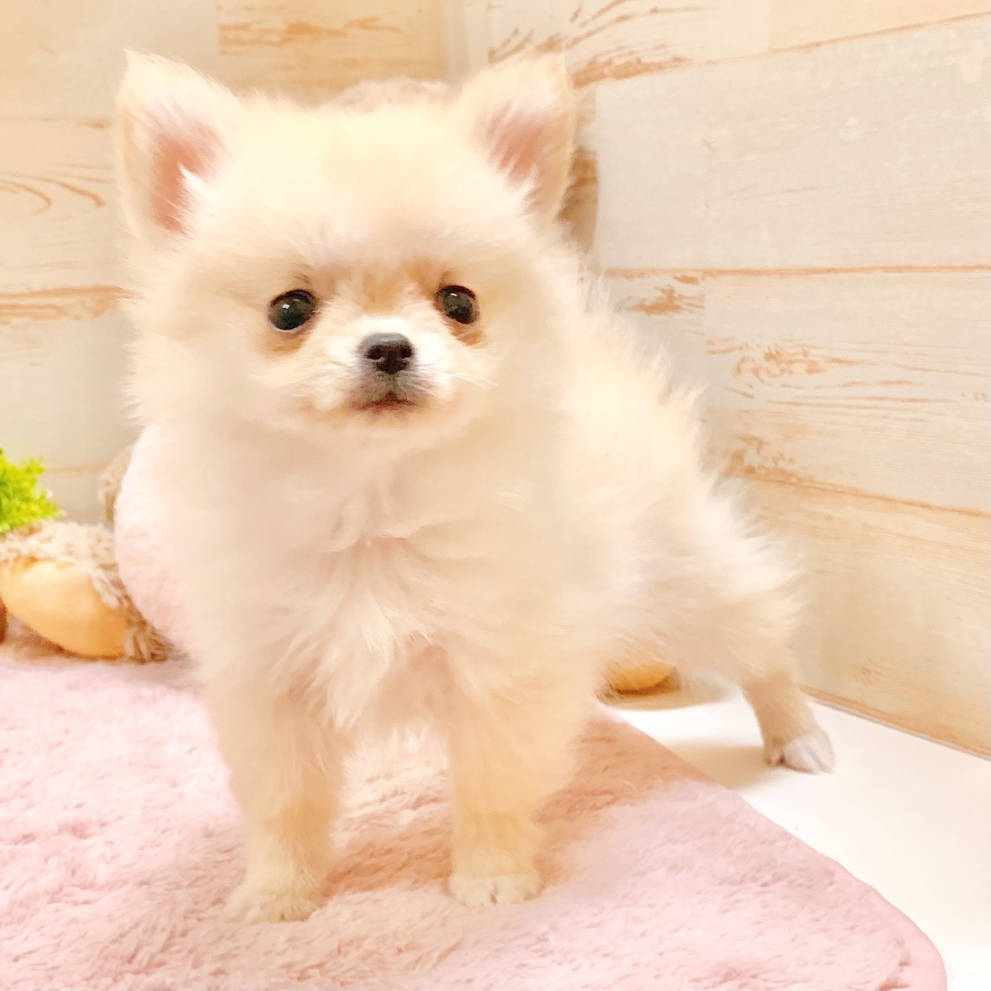 兵庫県のポメチワ/チワポメ/ポメチー(ポメラニアン×チワワ) (犬の家＆猫の里神戸店/2025年9月13日生まれ/女の子/クリーム)の子犬の2枚目の画像
