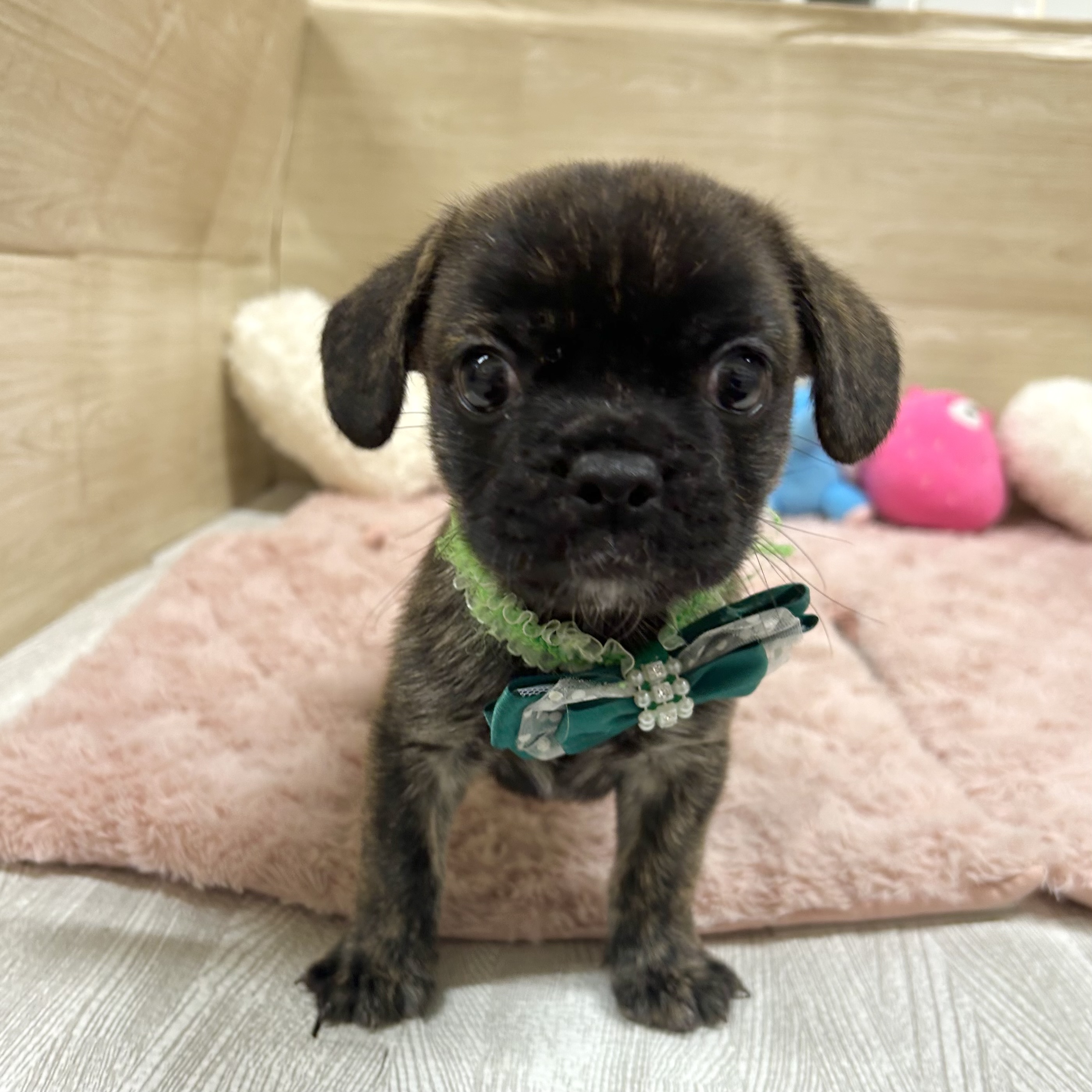 大阪府のハーフ犬・ミックス犬 (犬の家＆猫の里そよら東岸和田店/2025年6月24日生まれ/女の子/ブリンドルホワイト)の子犬の2枚目の画像