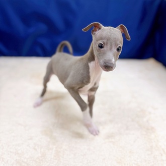 福岡県のイタリアングレーハウンド (犬の家＆猫の里くりえいと宗像店/2025年10月15日生まれ/男の子/ブルーホワイト)の子犬の2枚目の画像