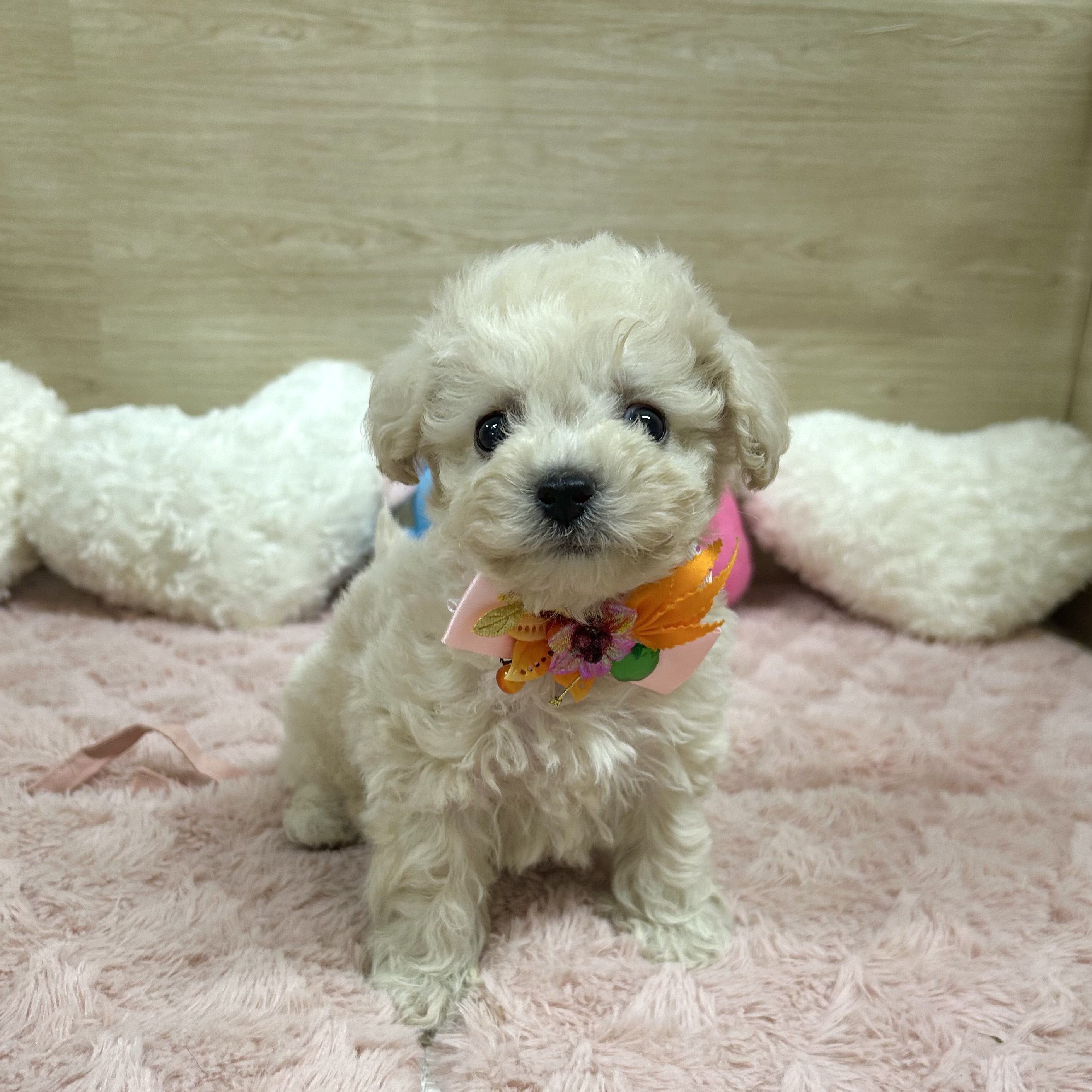 大阪府のビションプー(ビションフリーゼ×プードル) (犬の家＆猫の里そよら東岸和田店/2025年6月24日生まれ/男の子/クリーム)の子犬の2枚目の画像