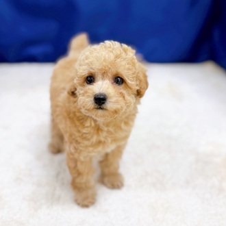 愛知県のトイプードル(トイ) (犬の家＆猫の里一宮店/2025年10月11日生まれ/男の子/アプリコット)の子犬の2枚目の画像
