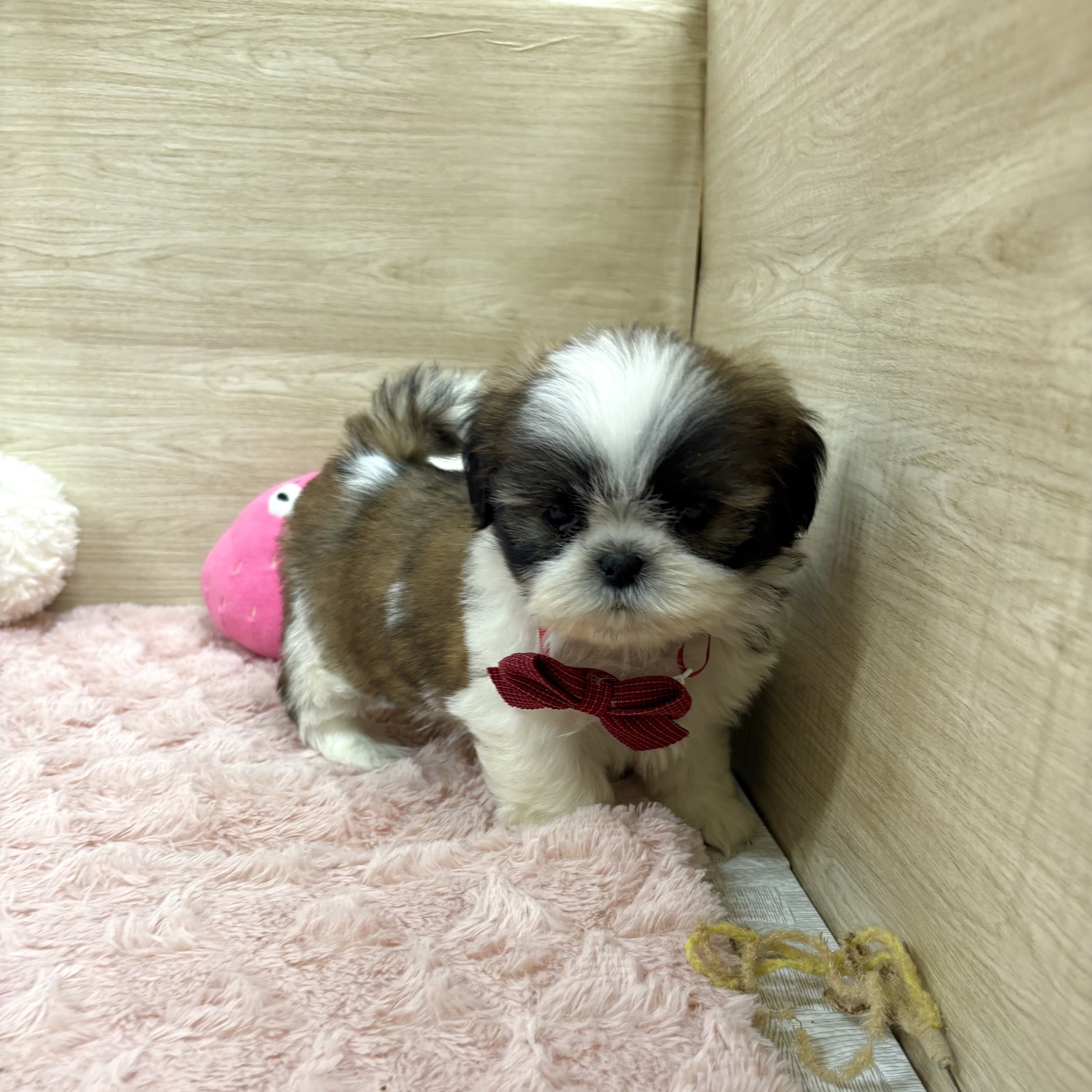 大阪府のシーズー (犬の家＆猫の里そよら東岸和田店/2025年7月22日生まれ/女の子/ゴールドホワイト)の子犬