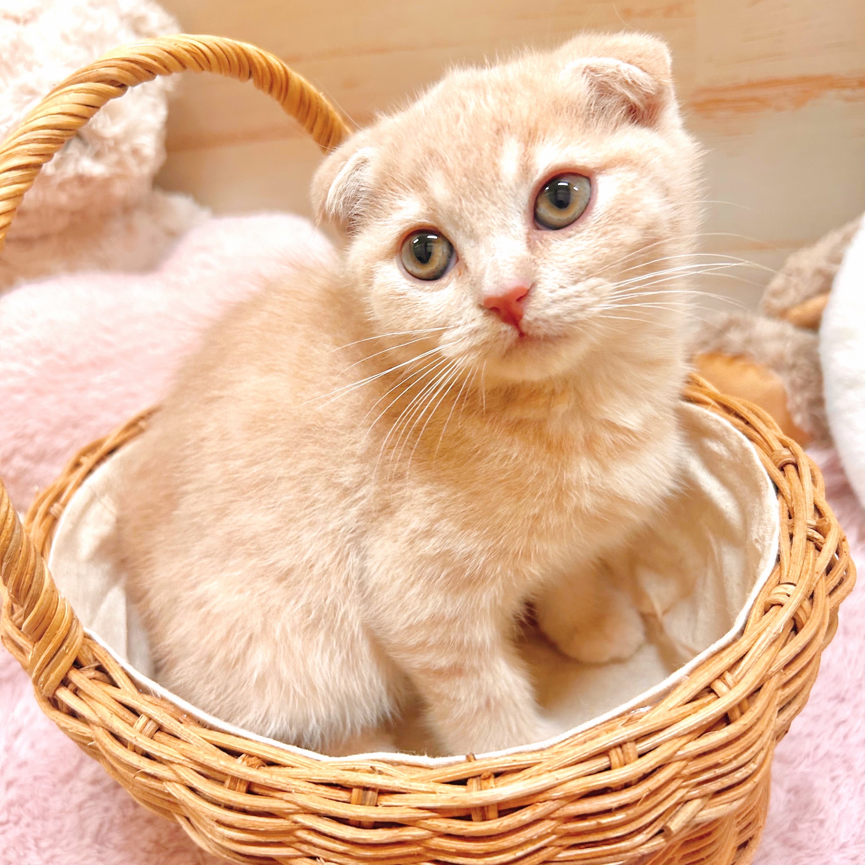 兵庫県のスコティッシュフォールド (犬の家＆猫の里神戸店/2025年7月13日生まれ/男の子/クリームタビー)の子猫の1枚目の画像