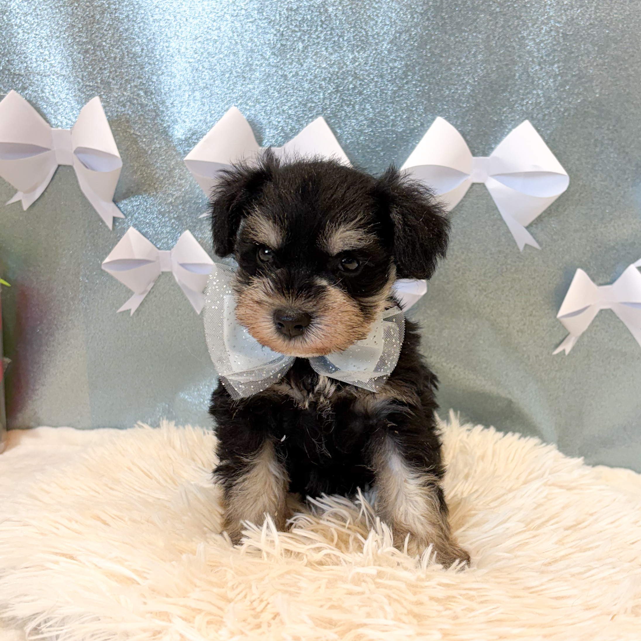 静岡県のミニチュアシュナウザー (犬の家＆猫の里富士店/2026年1月26日生まれ/男の子/ブラックシルバー)の子犬の1枚目の画像