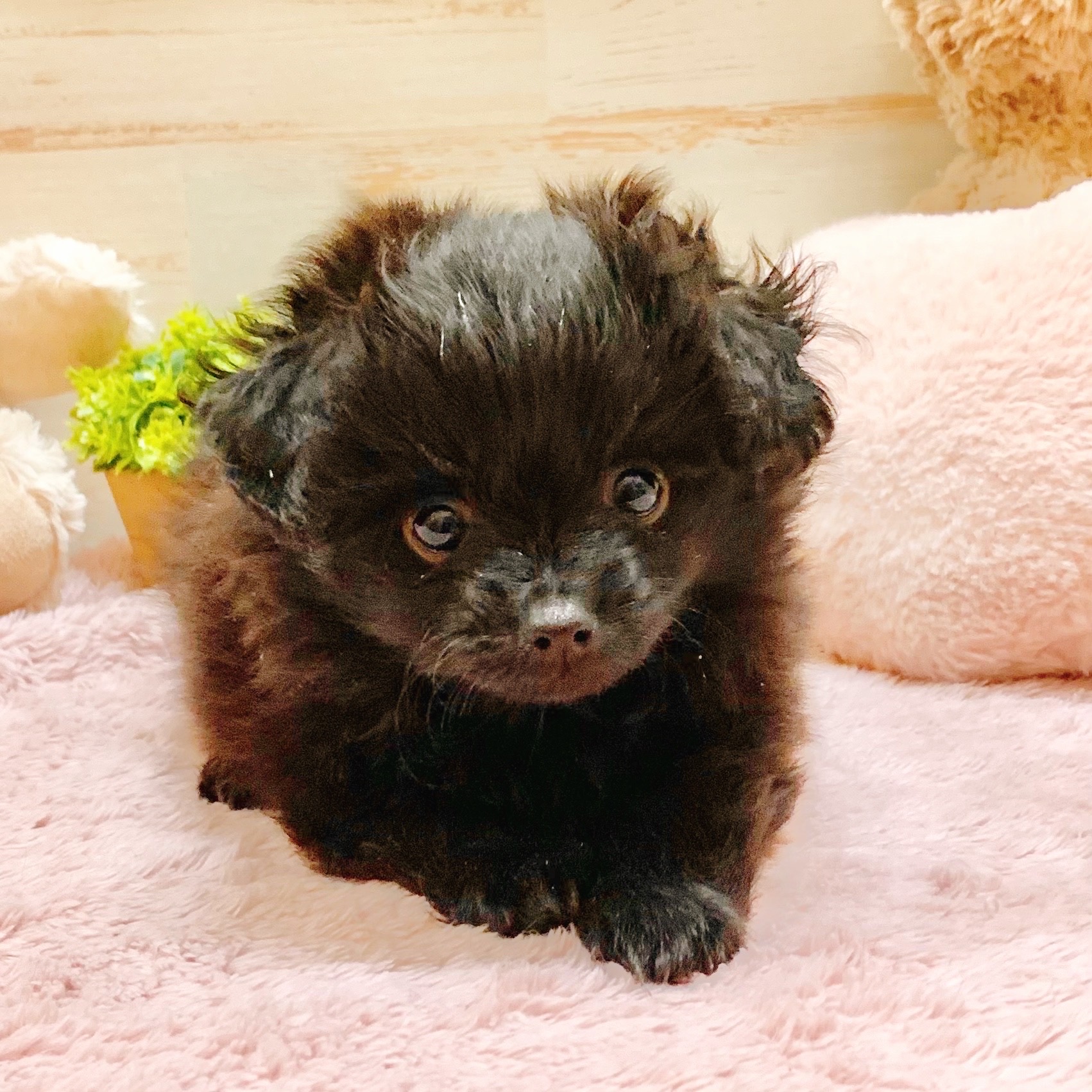 兵庫県のポメプー(ポメラニアン×プードル) (犬の家＆猫の里神戸店/2025年9月14日生まれ/女の子/ブラック)の子犬の2枚目の画像