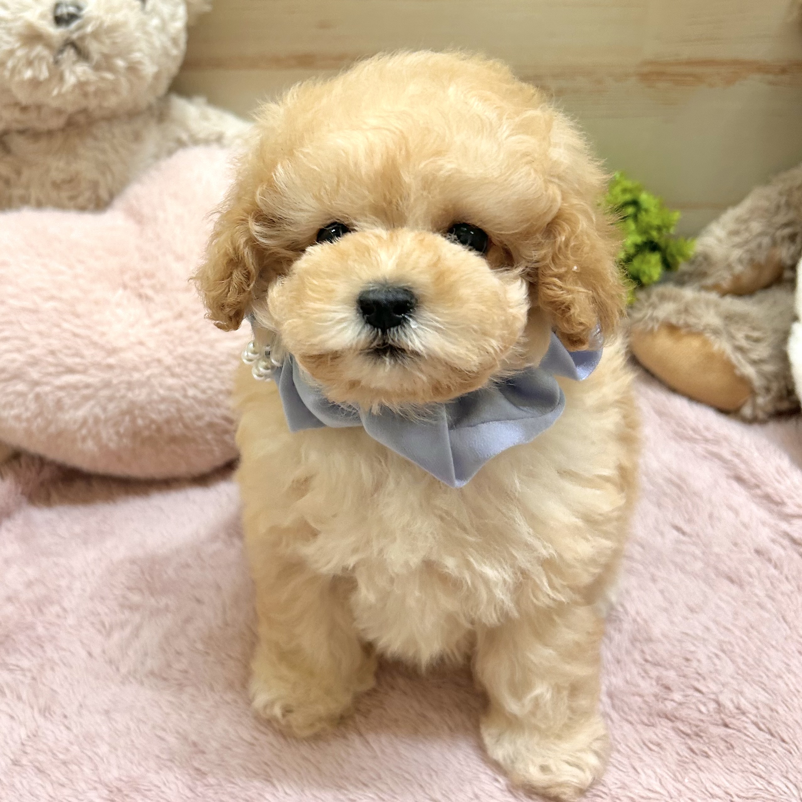 兵庫県のトイプードル(タイニー) (犬の家＆猫の里神戸店/2026年1月25日生まれ/男の子/ペールフォーン)の子犬の1枚目の画像