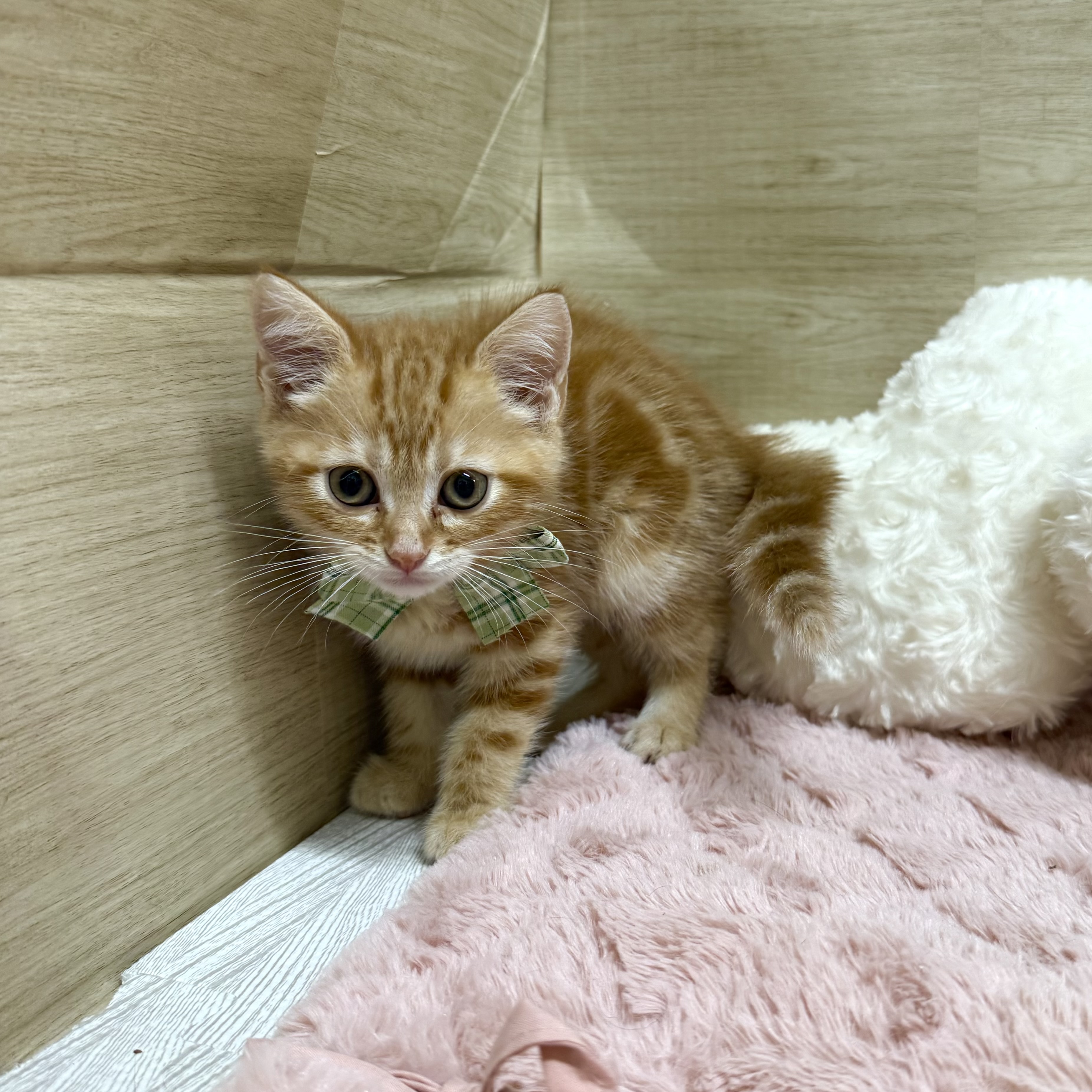 大阪府のアメリカンショートヘアー (犬の家＆猫の里そよら東岸和田店/2025年7月8日生まれ/男の子/レッドタビー)の子猫の2枚目の画像