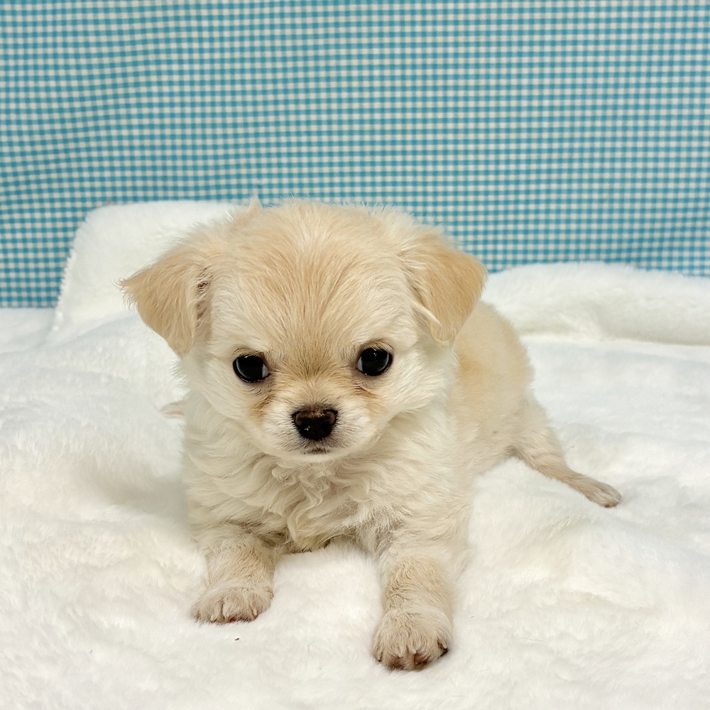 愛知県のチワワ(ロング) (犬の家＆猫の里一宮店/2026年8月27日生まれ/男の子/クリーム)の子犬の1枚目の画像