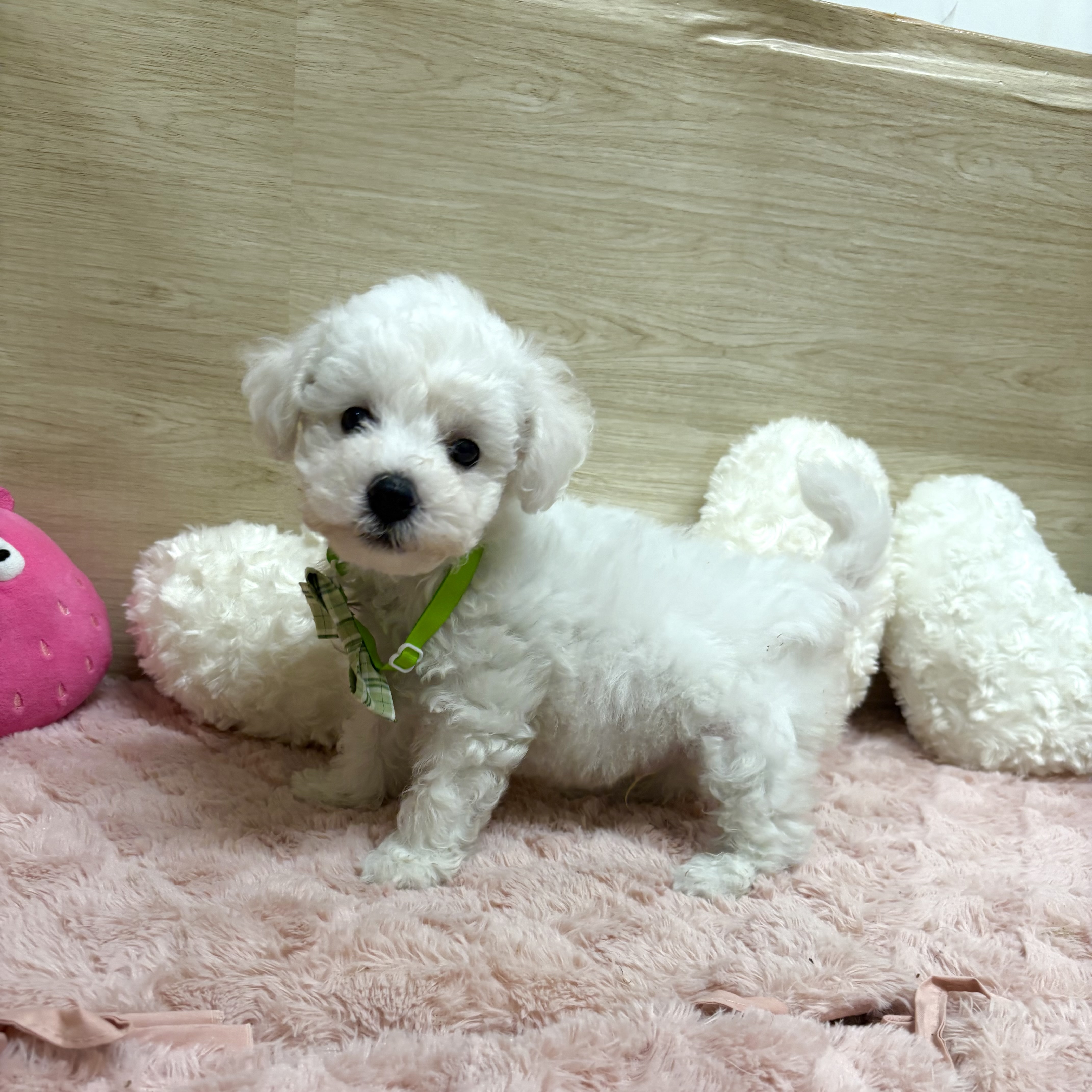 大阪府のビションフリーゼ (犬の家＆猫の里そよら東岸和田店/2025年8月5日生まれ/男の子/ホワイト)の子犬の2枚目の画像