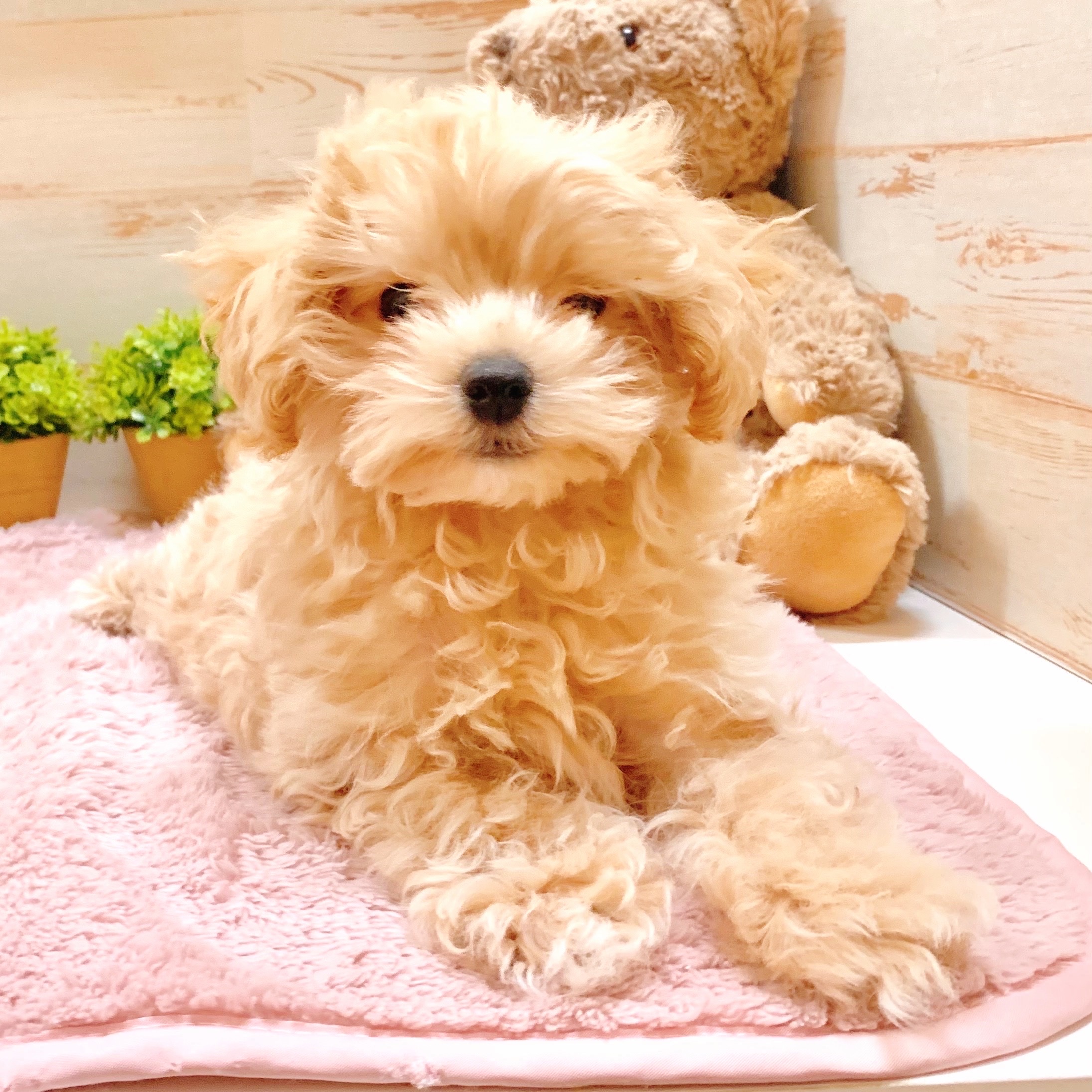 兵庫県のマルプー(マルチーズ×プードル) (犬の家＆猫の里神戸店/2025年8月30日生まれ/男の子/クリーム)の子犬の2枚目の画像