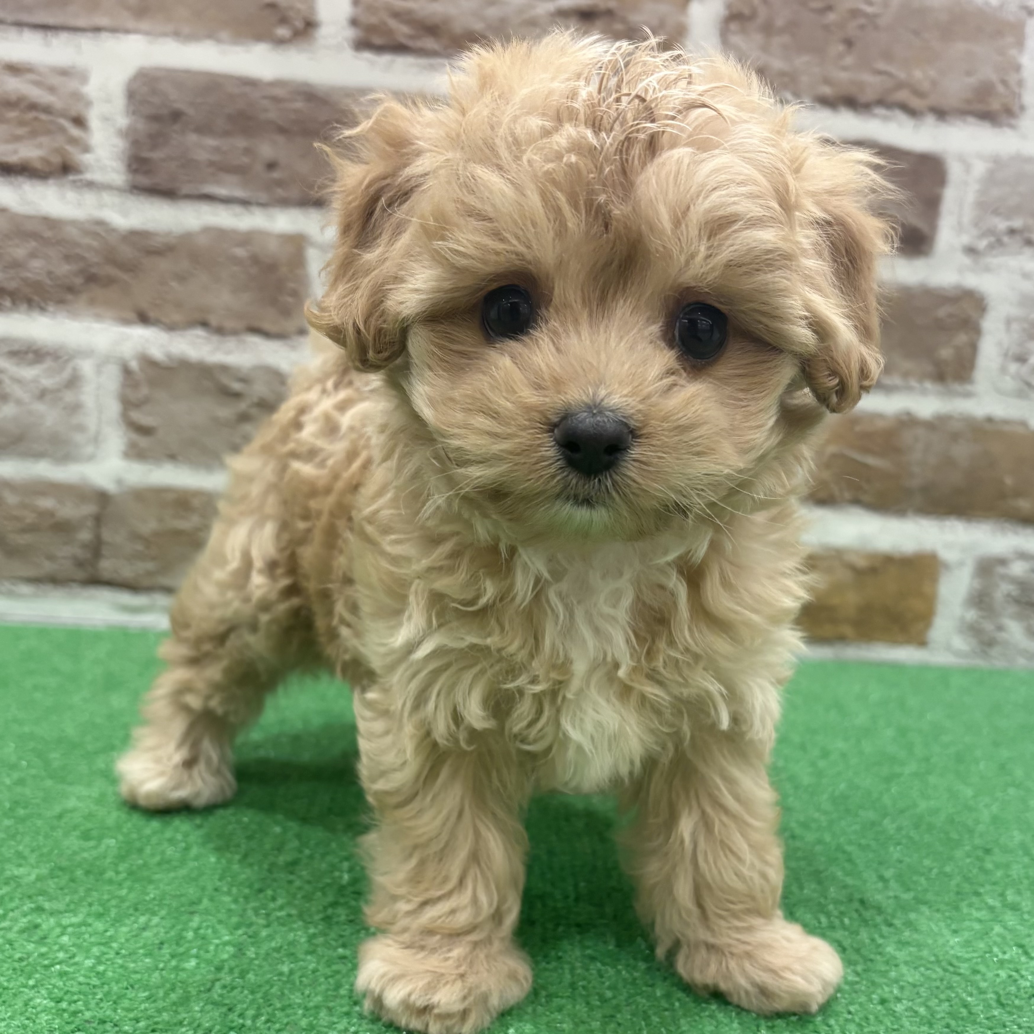 三重県のマルプー(マルチーズ×プードル) (犬の家＆猫の里三重桑名店/2025年9月24日生まれ/男の子/アプリコット)の子犬の1枚目の画像