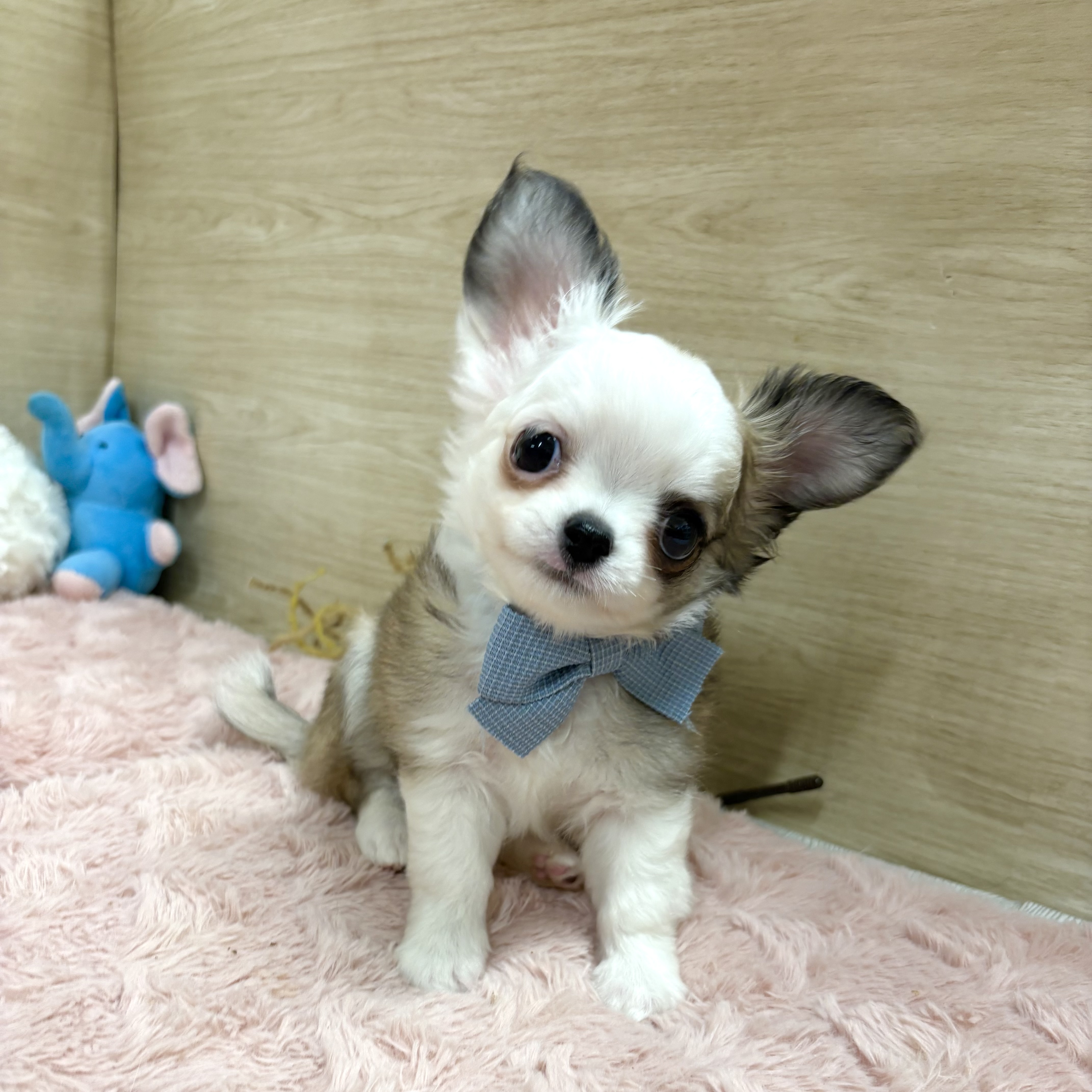 大阪府のチワワ(ロング) (犬の家＆猫の里そよら東岸和田店/2025年8月3日生まれ/男の子/レッドホワイト)の子犬の1枚目の画像