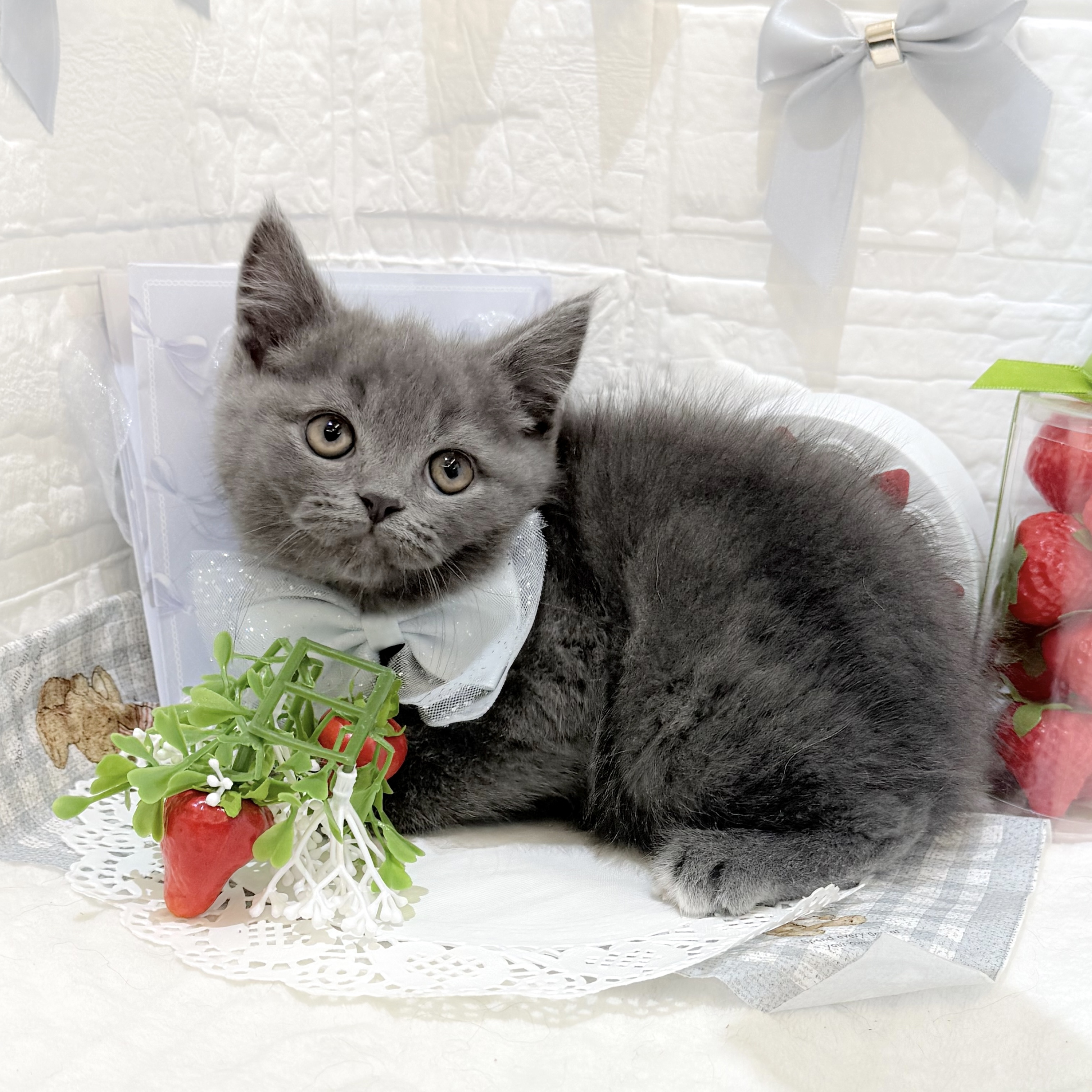 静岡県のブリティッシュショートヘアー (犬の家＆猫の里富士店/2026年1月11日生まれ/男の子/ブルーホワイト)の子猫の2枚目の画像