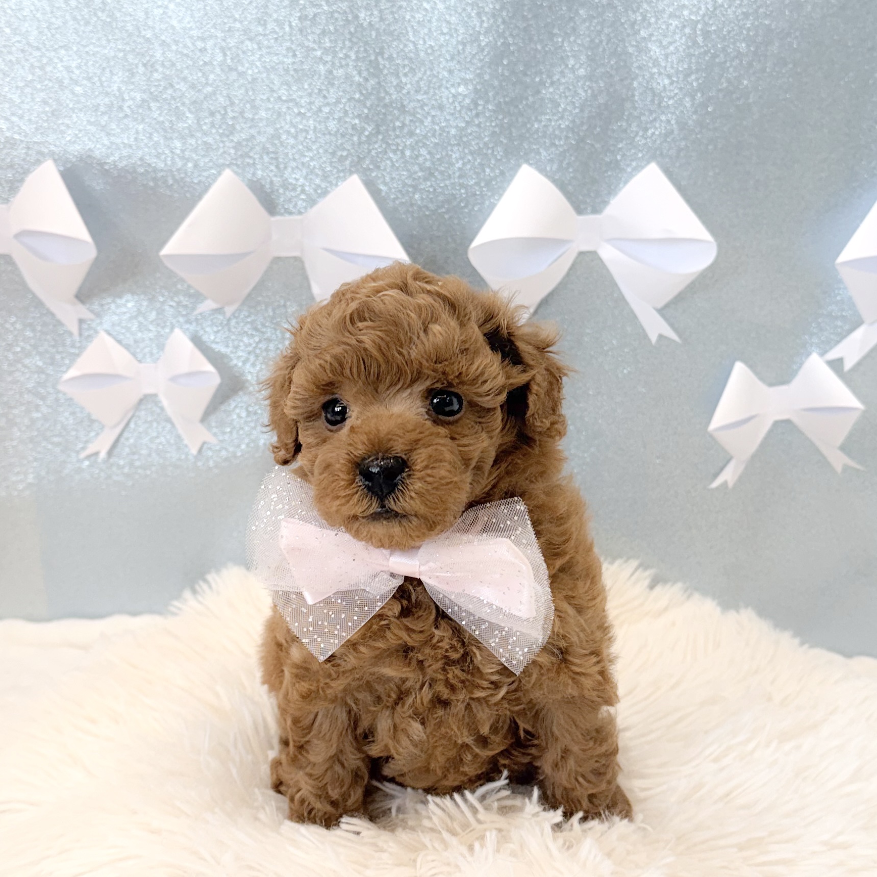 トイプードル女の子の写真